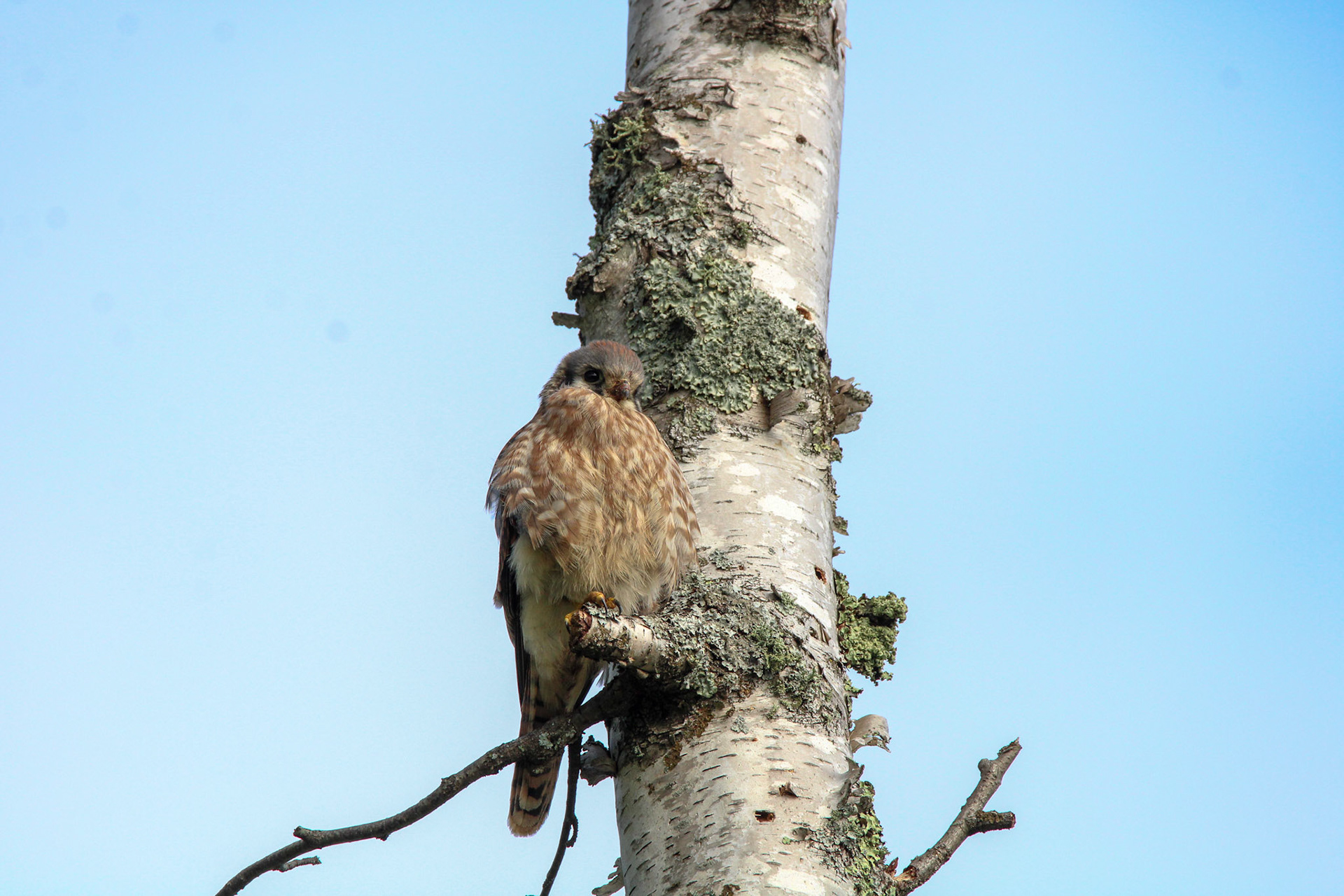 American Kestrel - Shipwreck Creek Campground