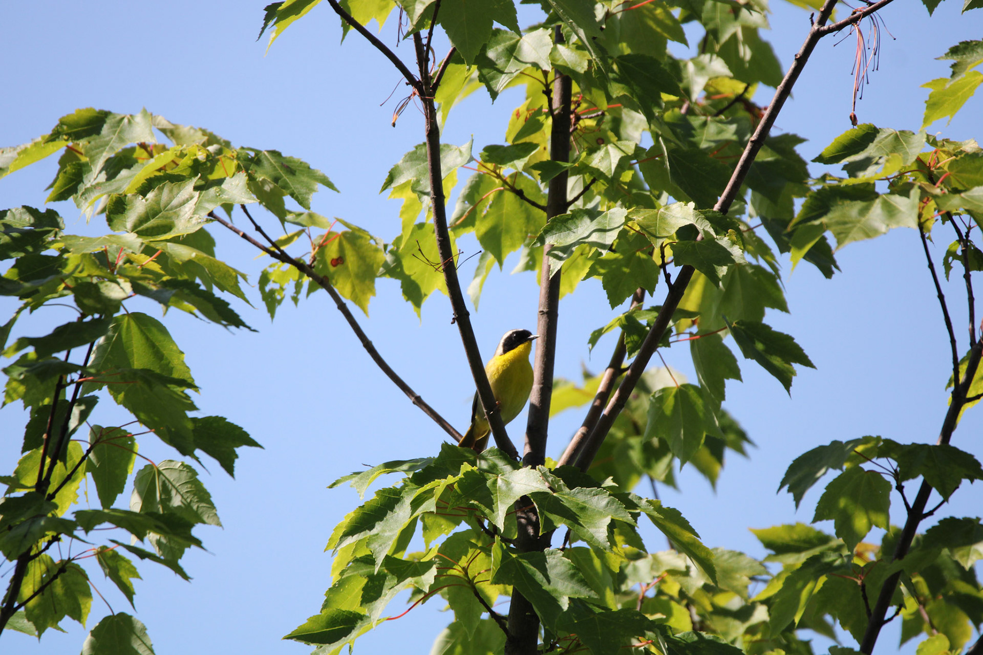Common Yellowthroat