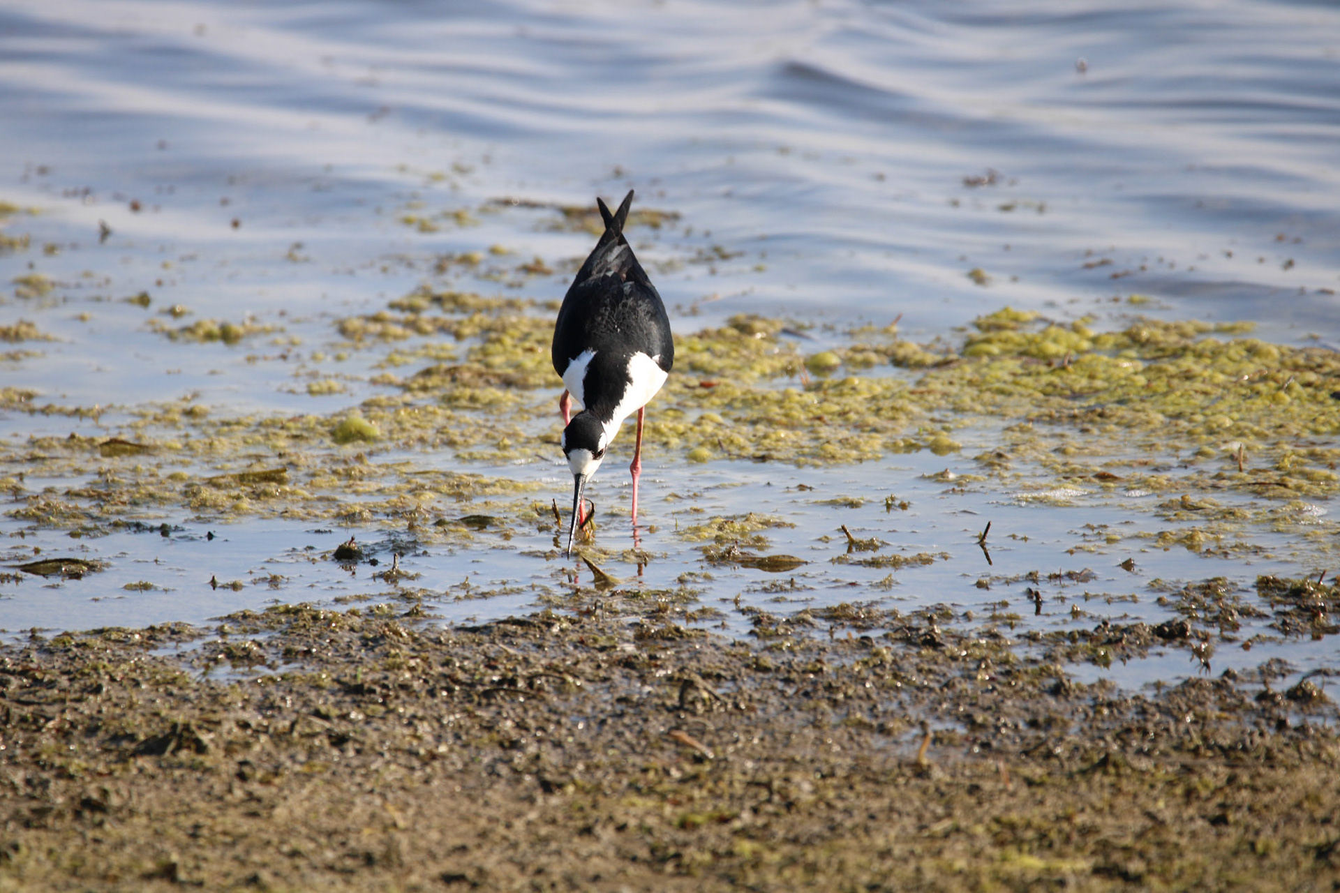 Black-necked Stilt