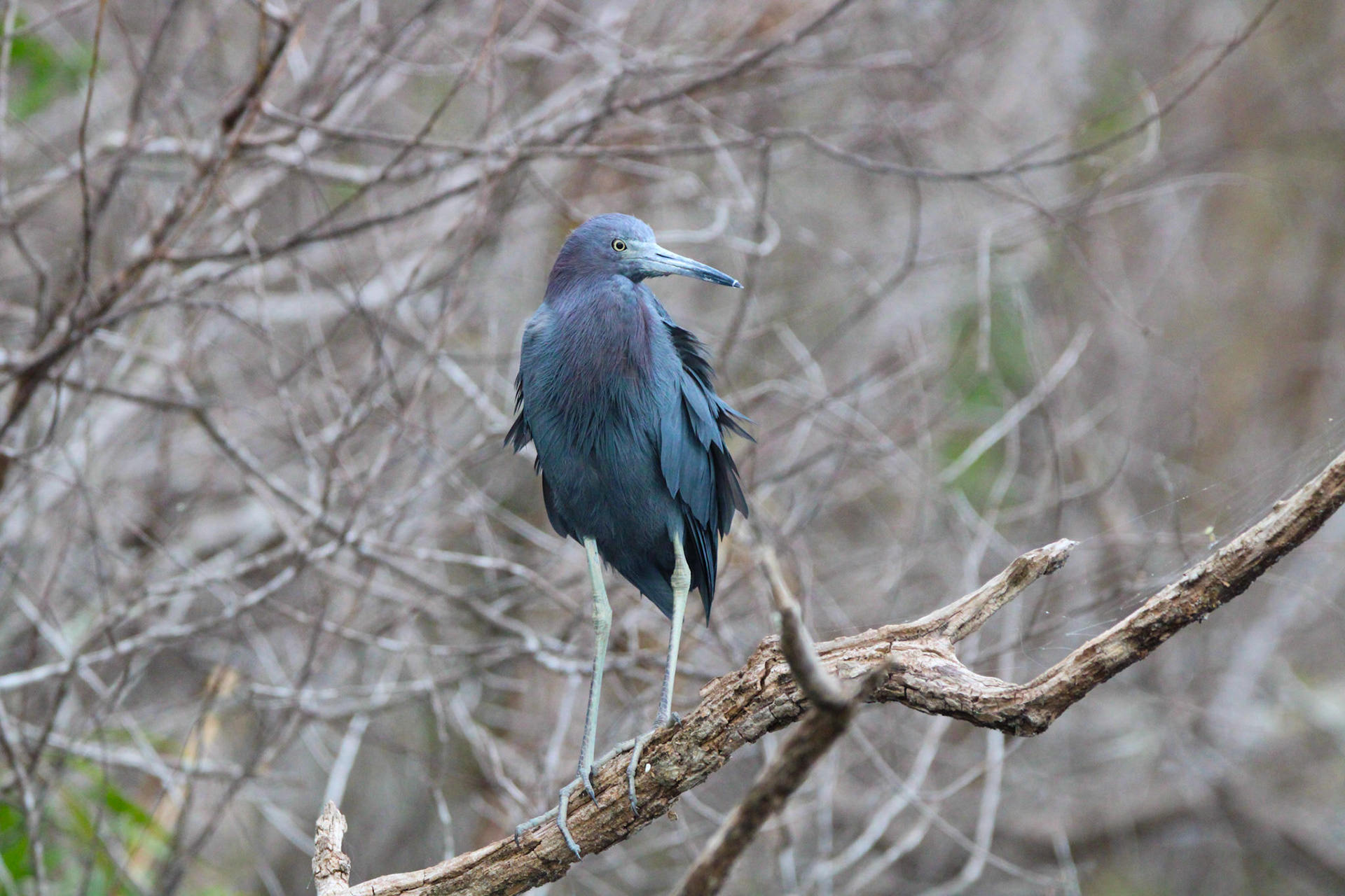 Little Blue Heron