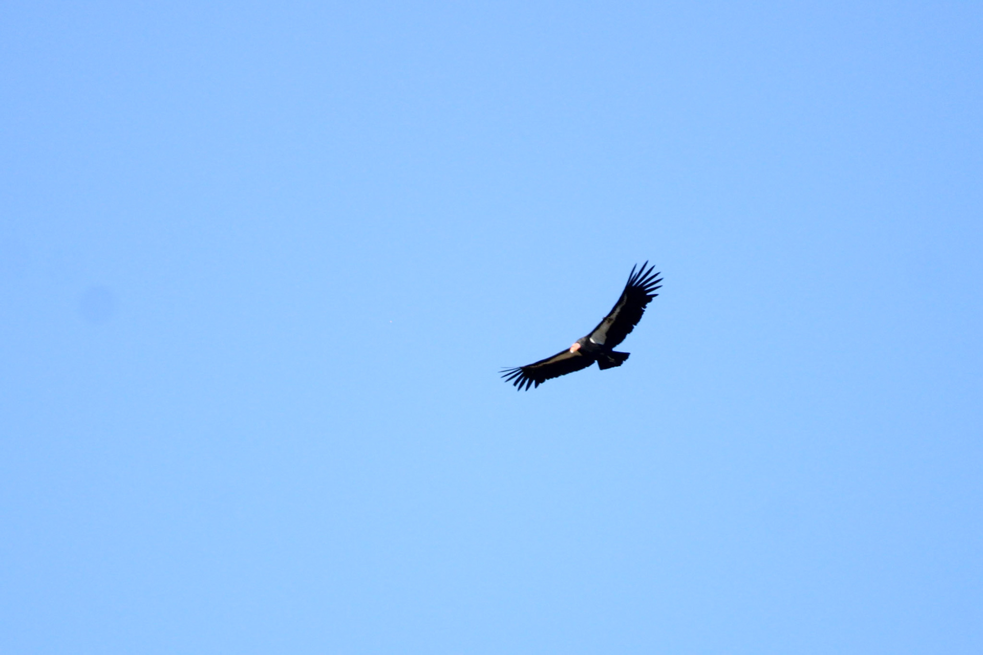 California Condor - Pinnacles National Park