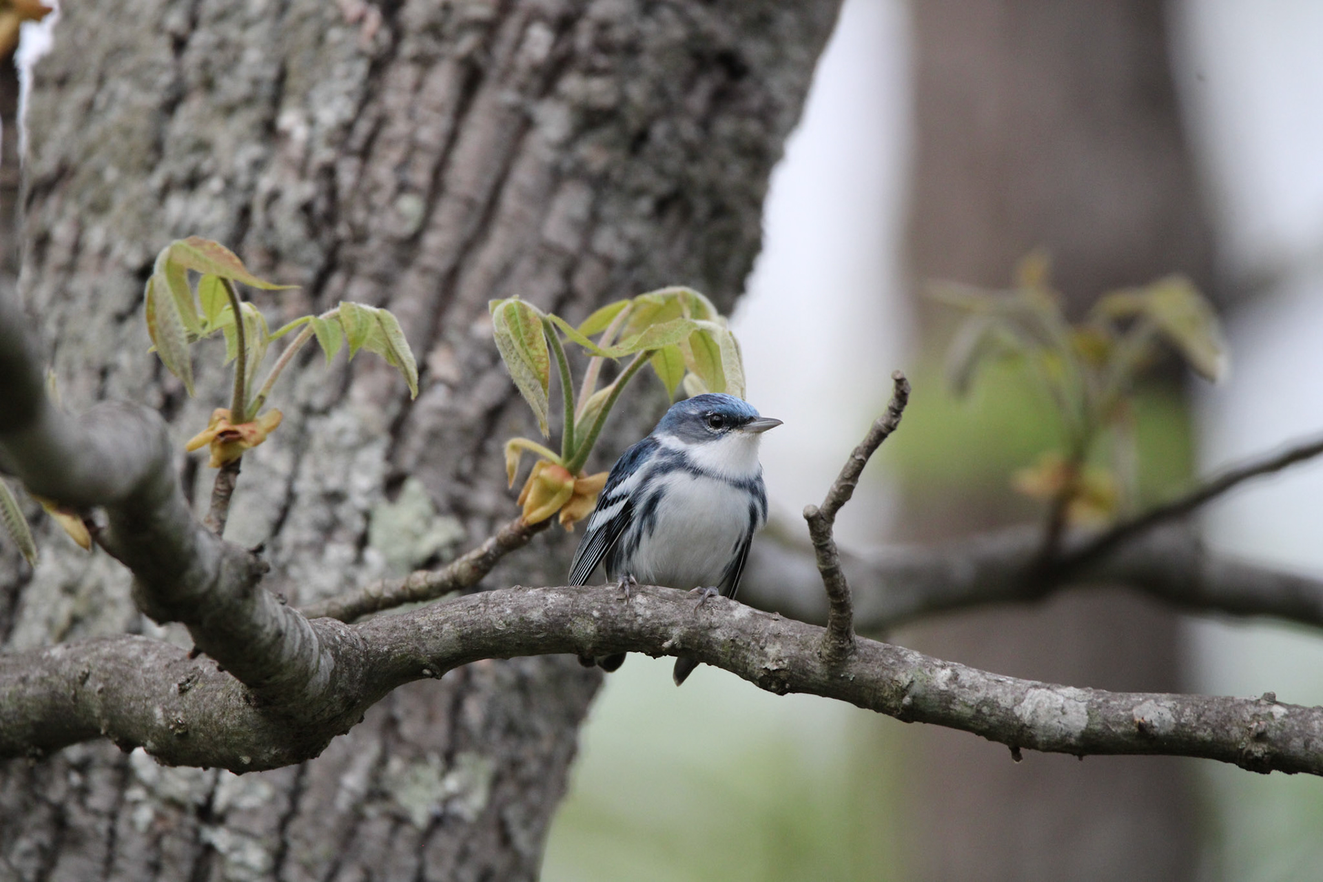 Cerulean Warbler