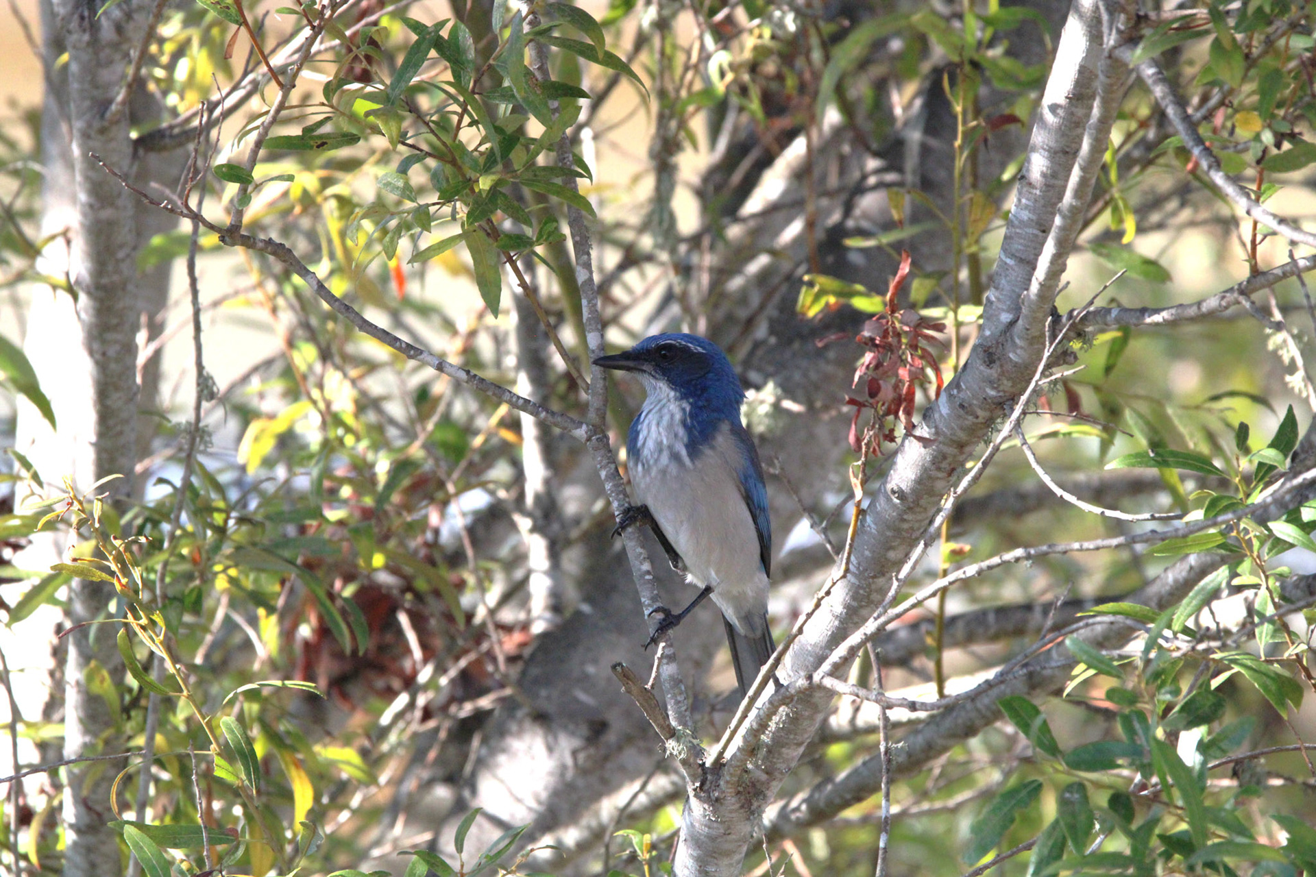 California Scrub Jay - Laguna Grande Park