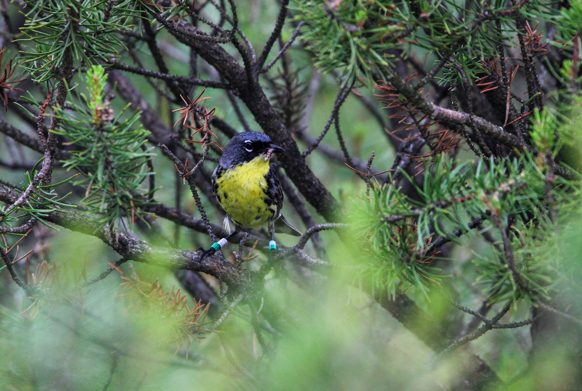 Kirtland's Warbler - Huron National Forest