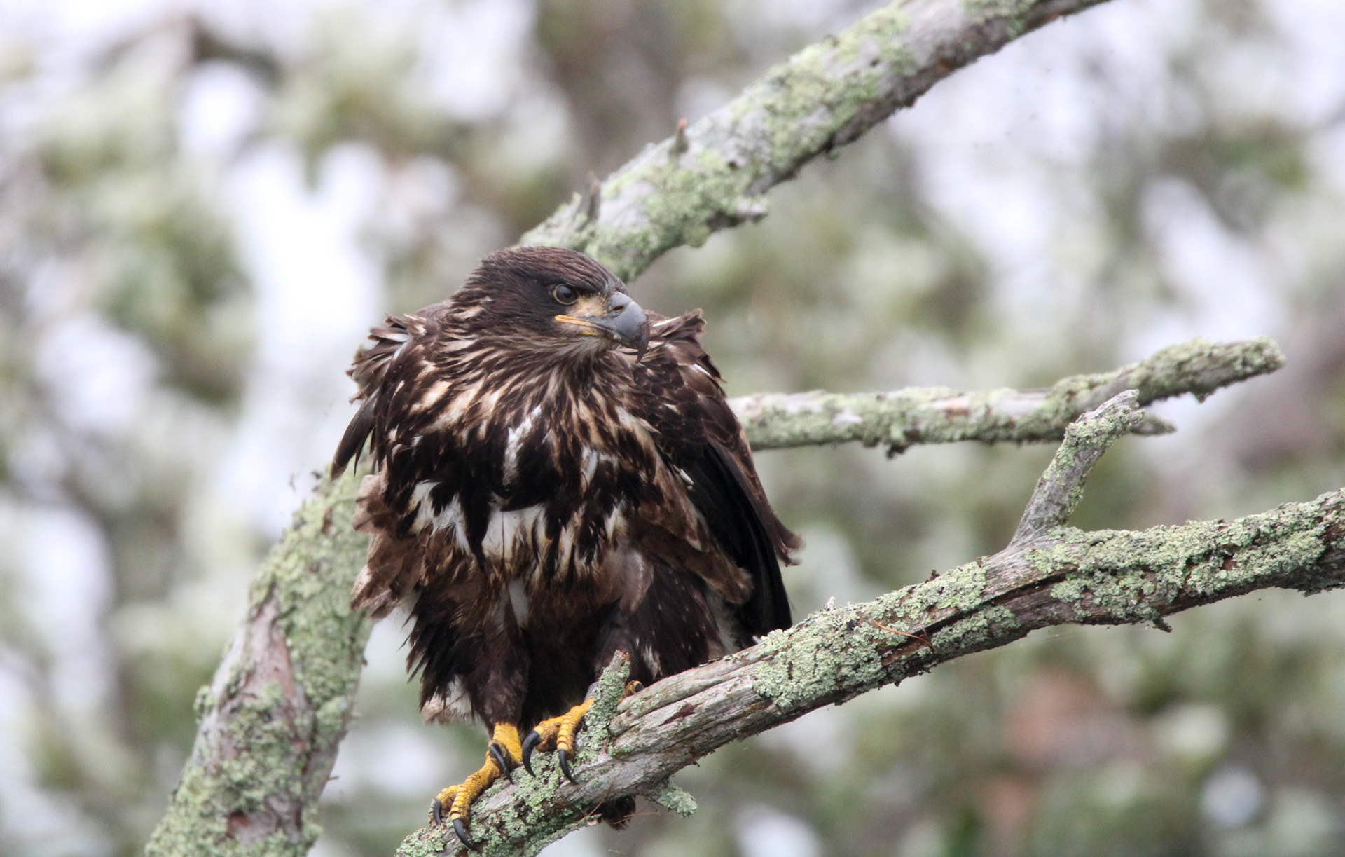 Bald Eagle - Voyageurs National Park