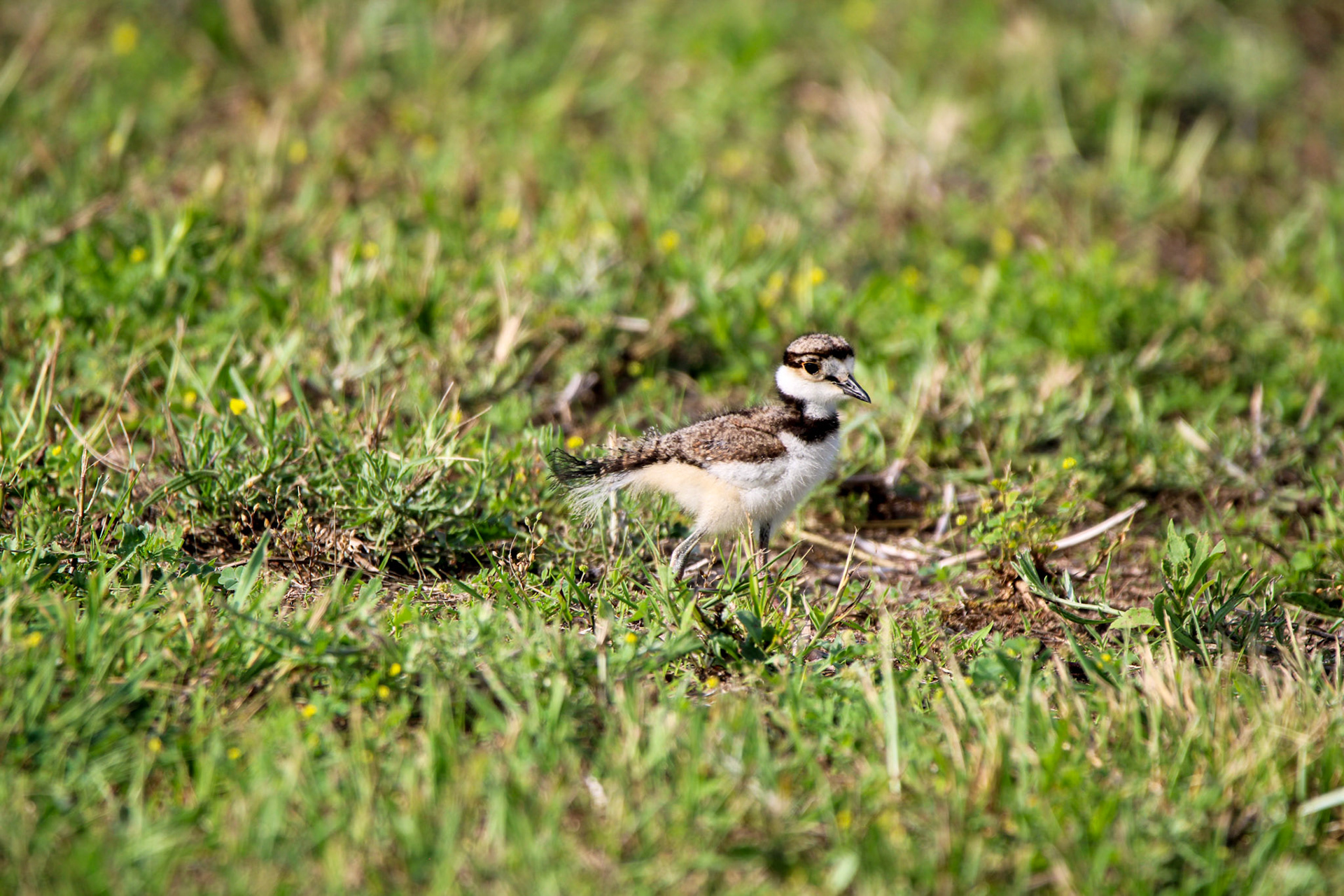 Killdeer