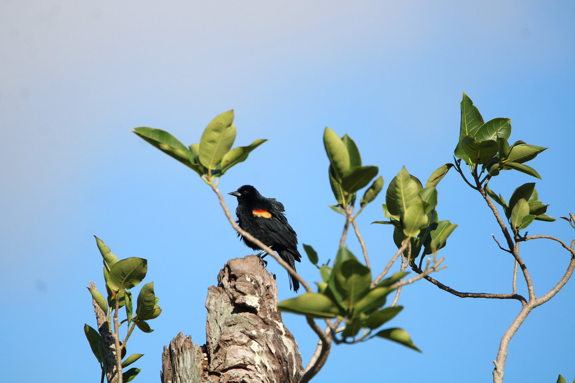 Red-winged Blackbird - Green Cay Wetlands