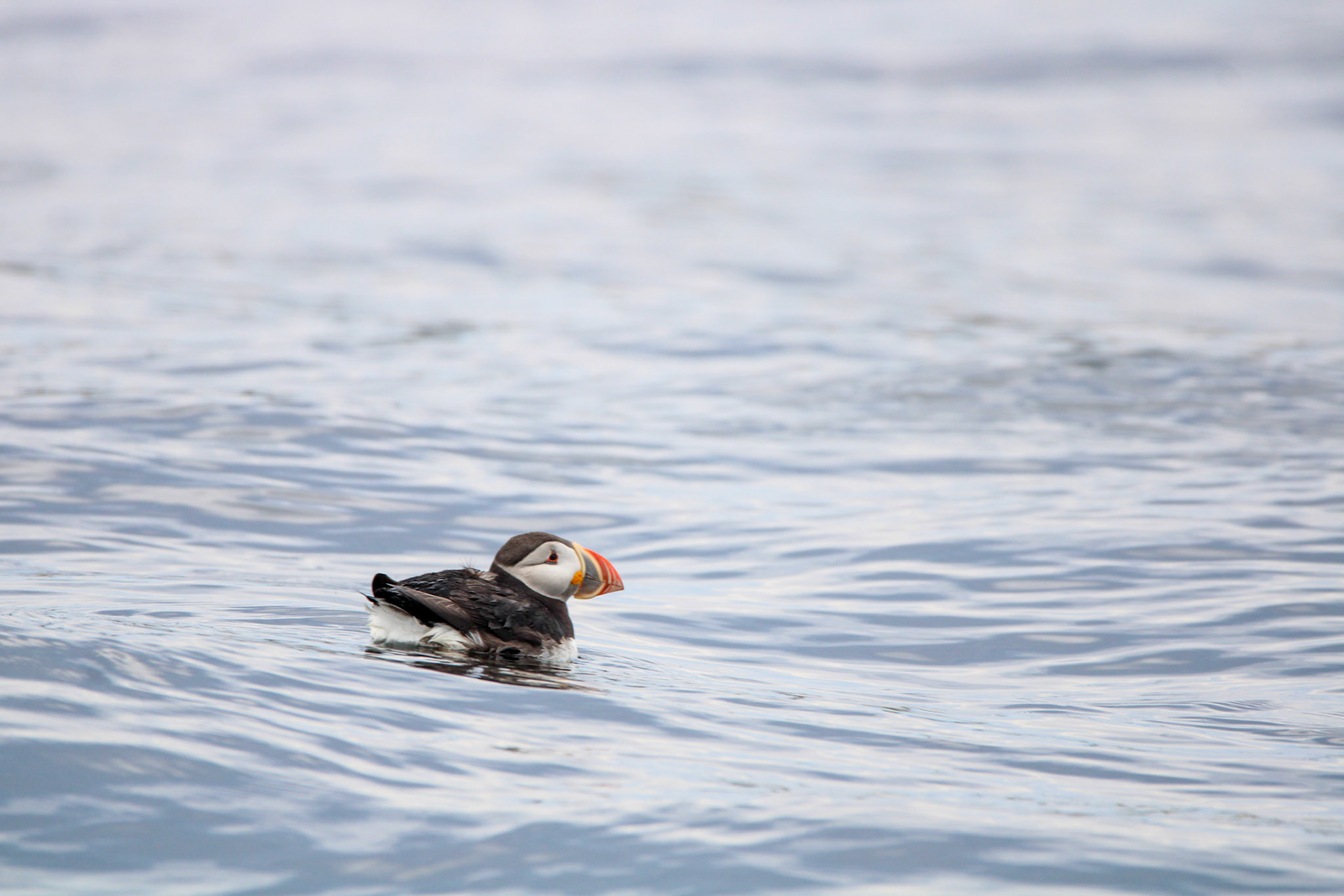 Atlantic Puffin