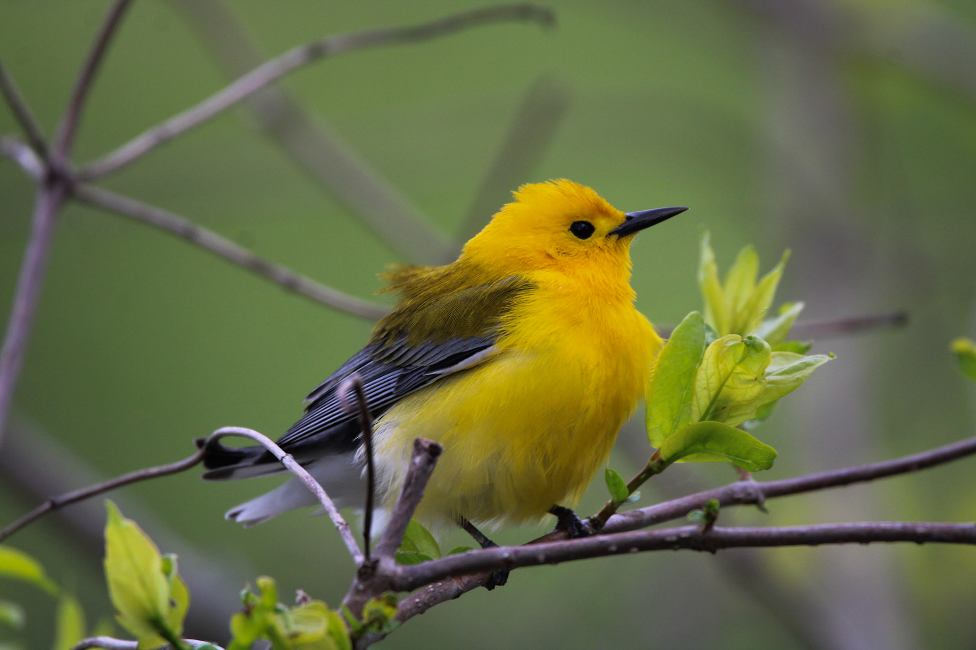 Prothonotary Warbler