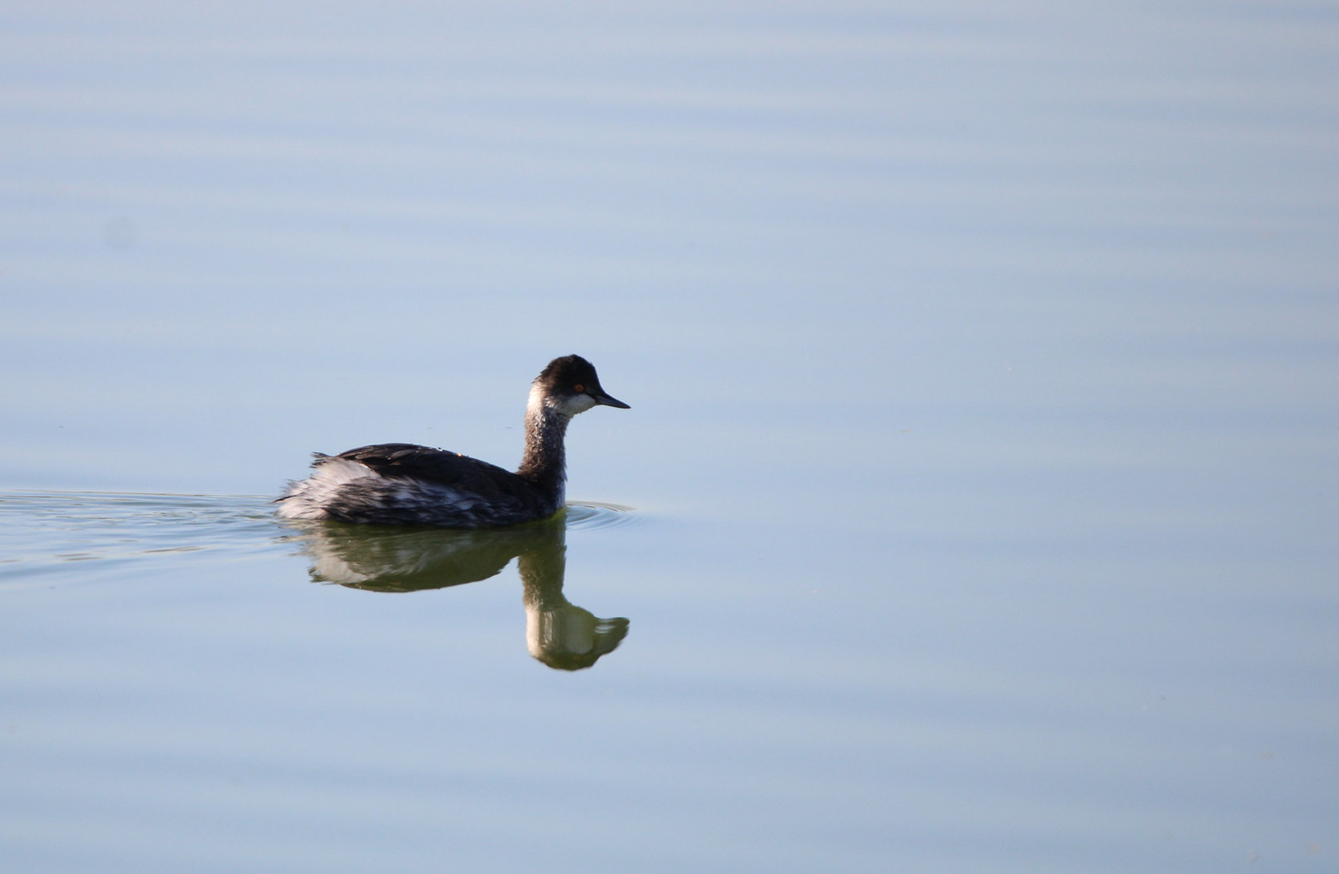 Eared Grebe
