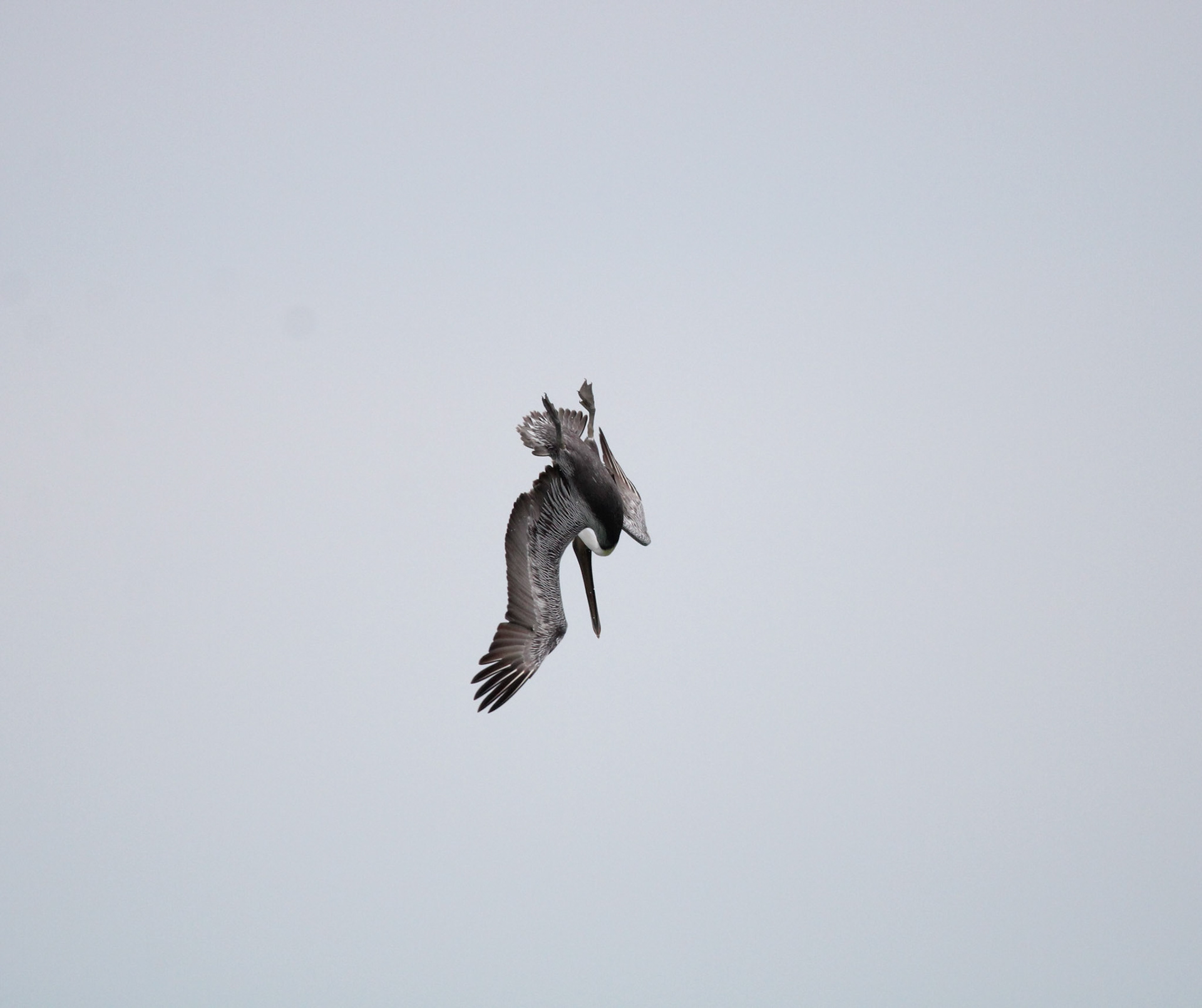 Brown Pelican