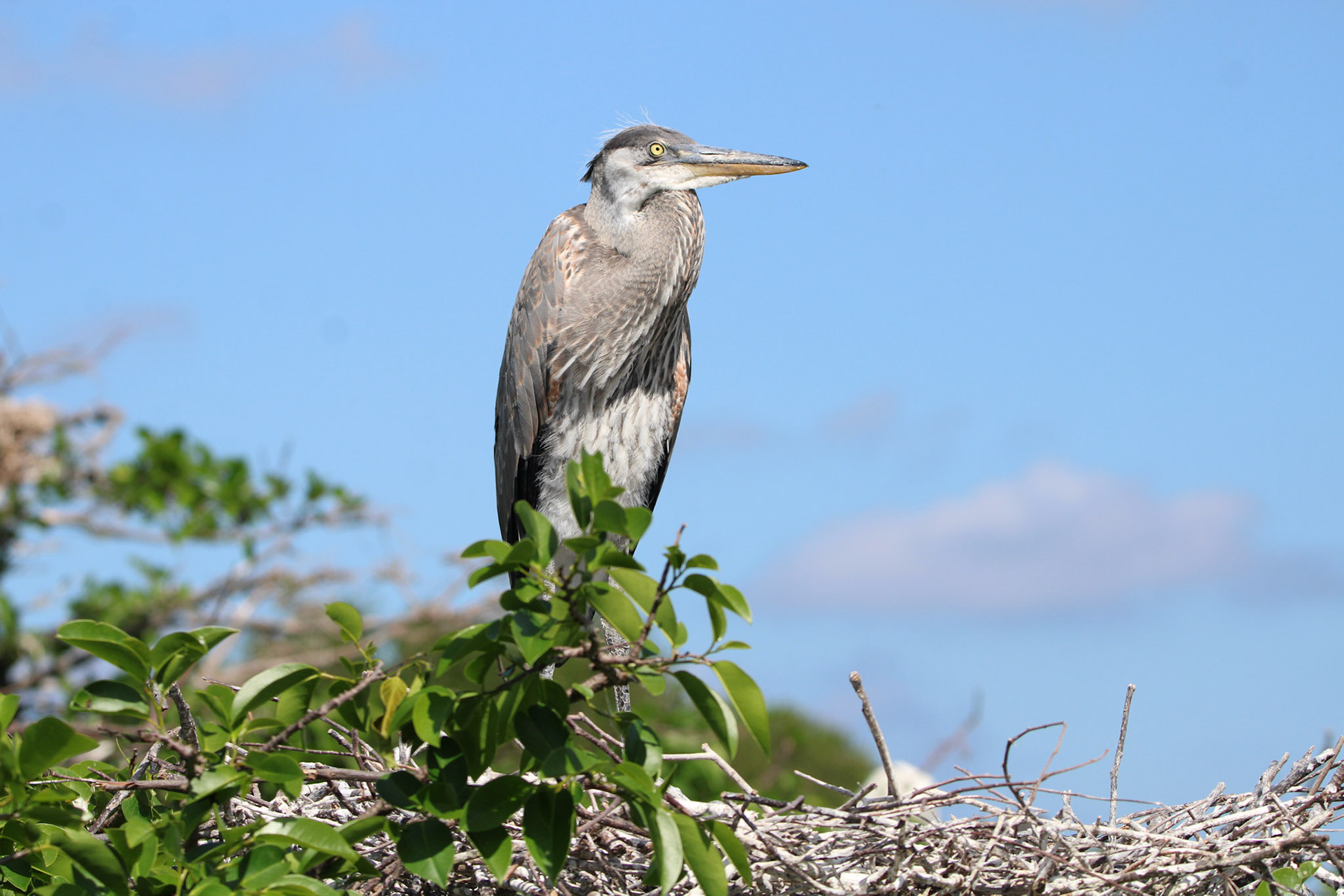 Great Blue Heron - Wakodahatchee Wetlands