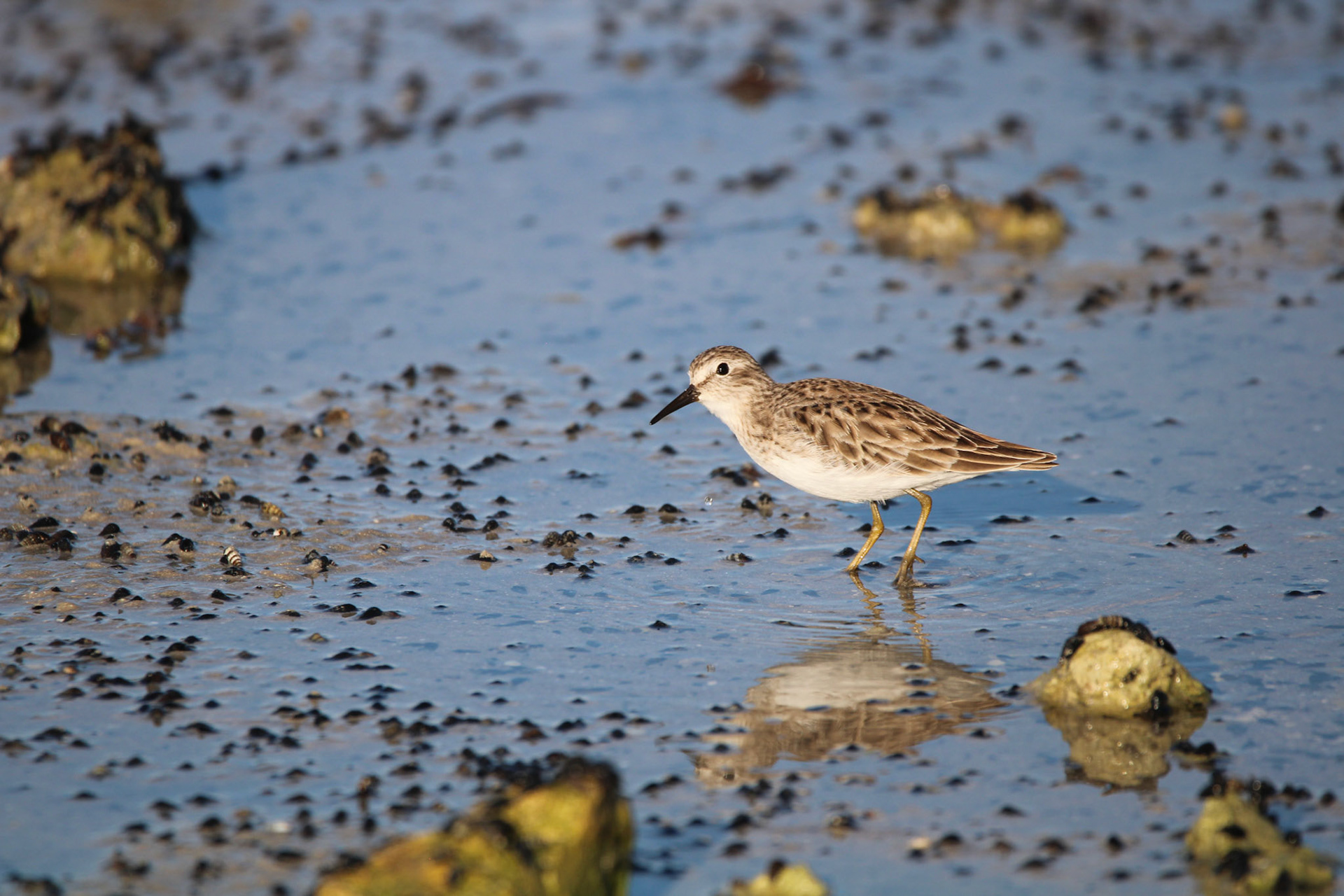 Least Sandpiper