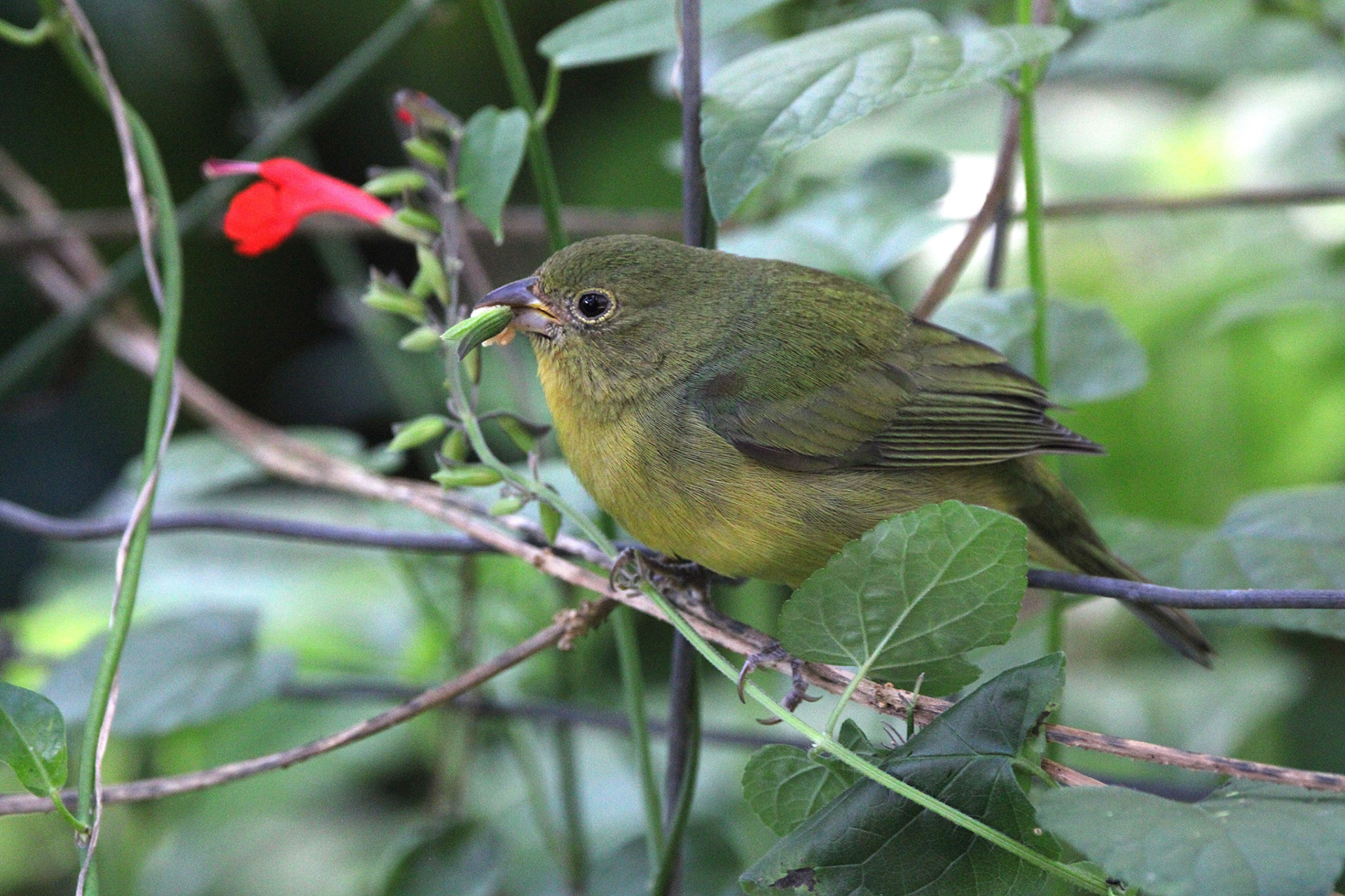 Painted Bunting - Green Cay Wetlands