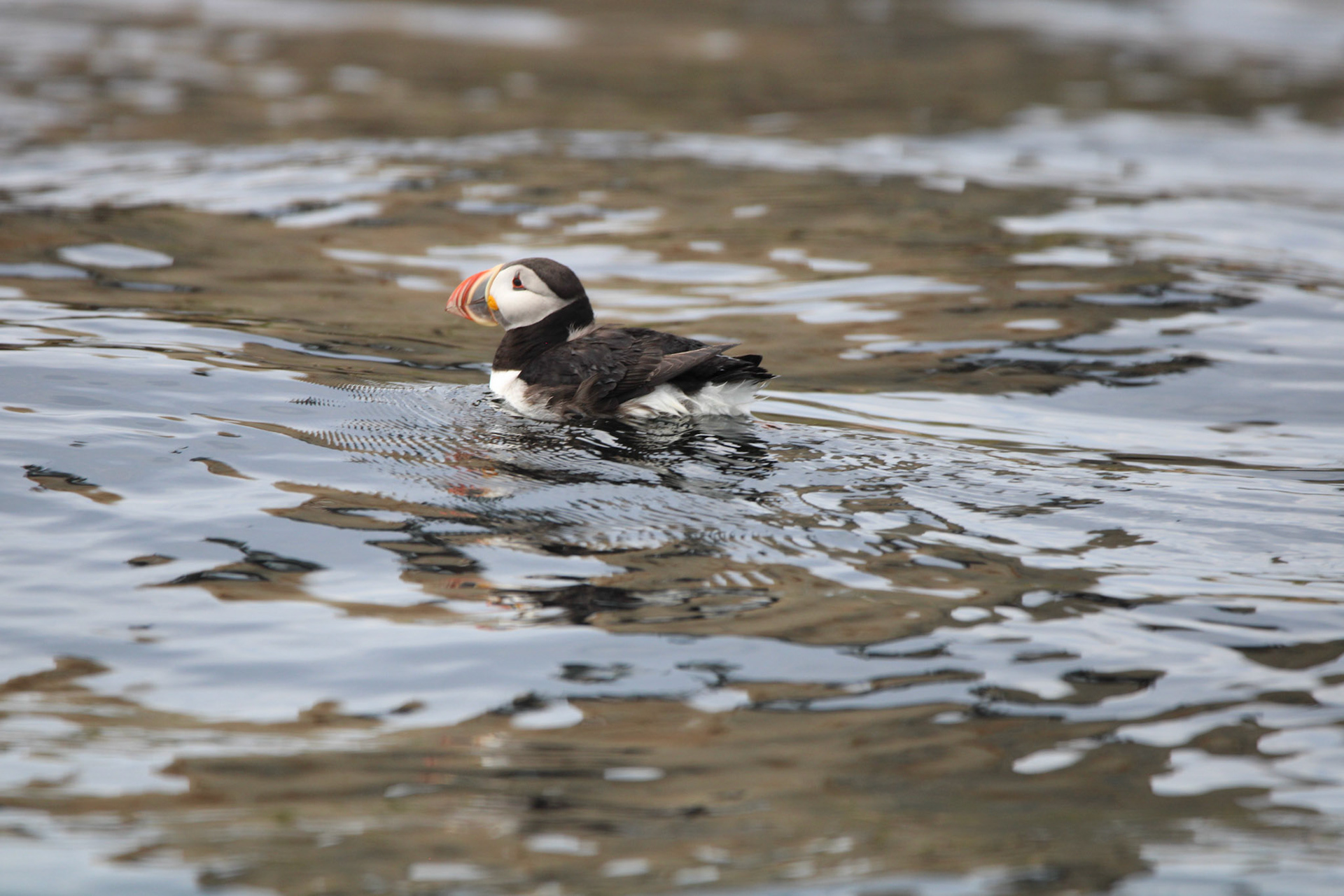 Atlantic Puffin