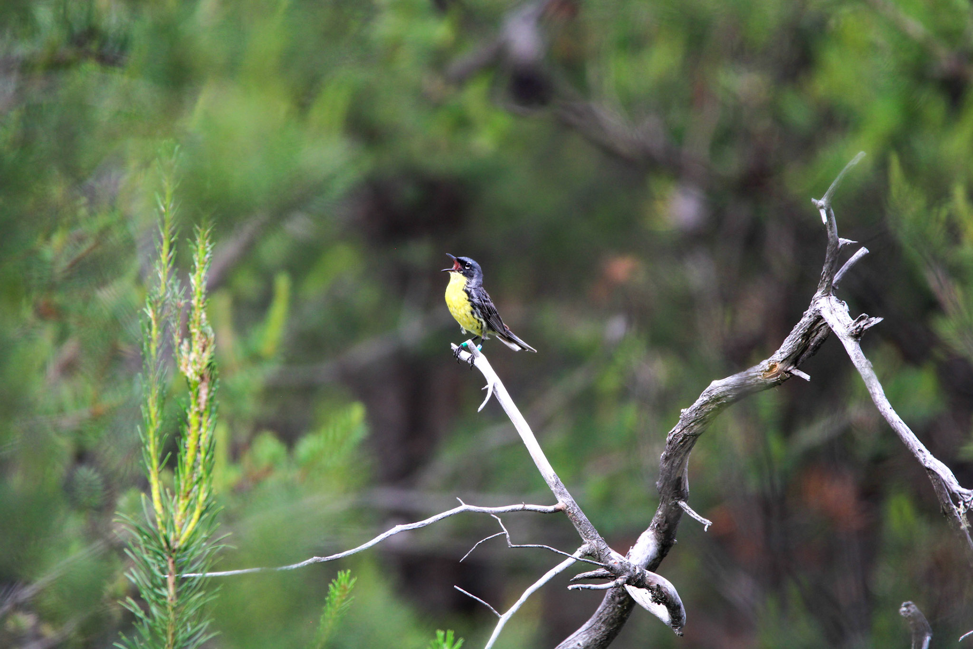 Kirtland's Warbler - Huron National Forest