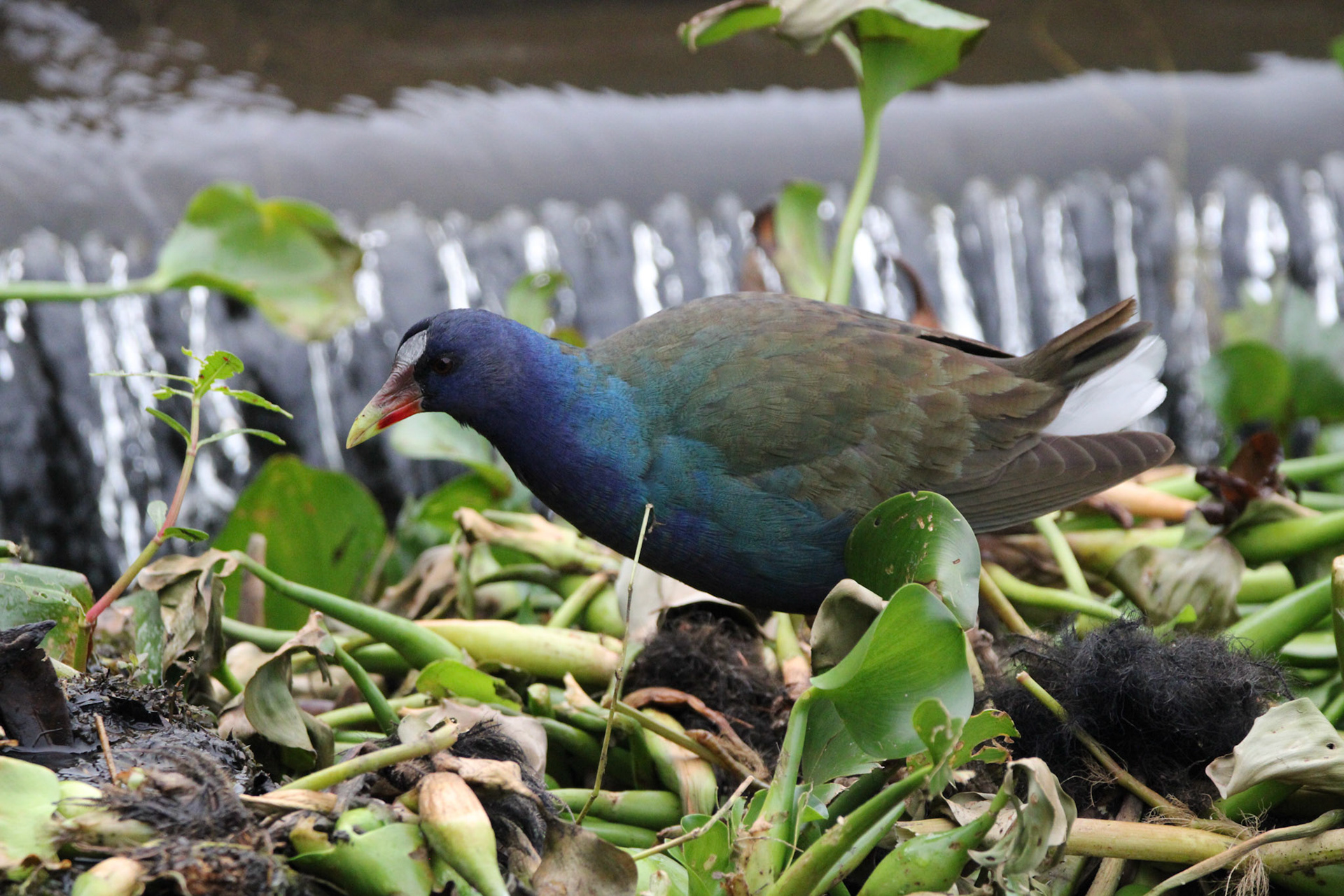 Purple Gallinule
