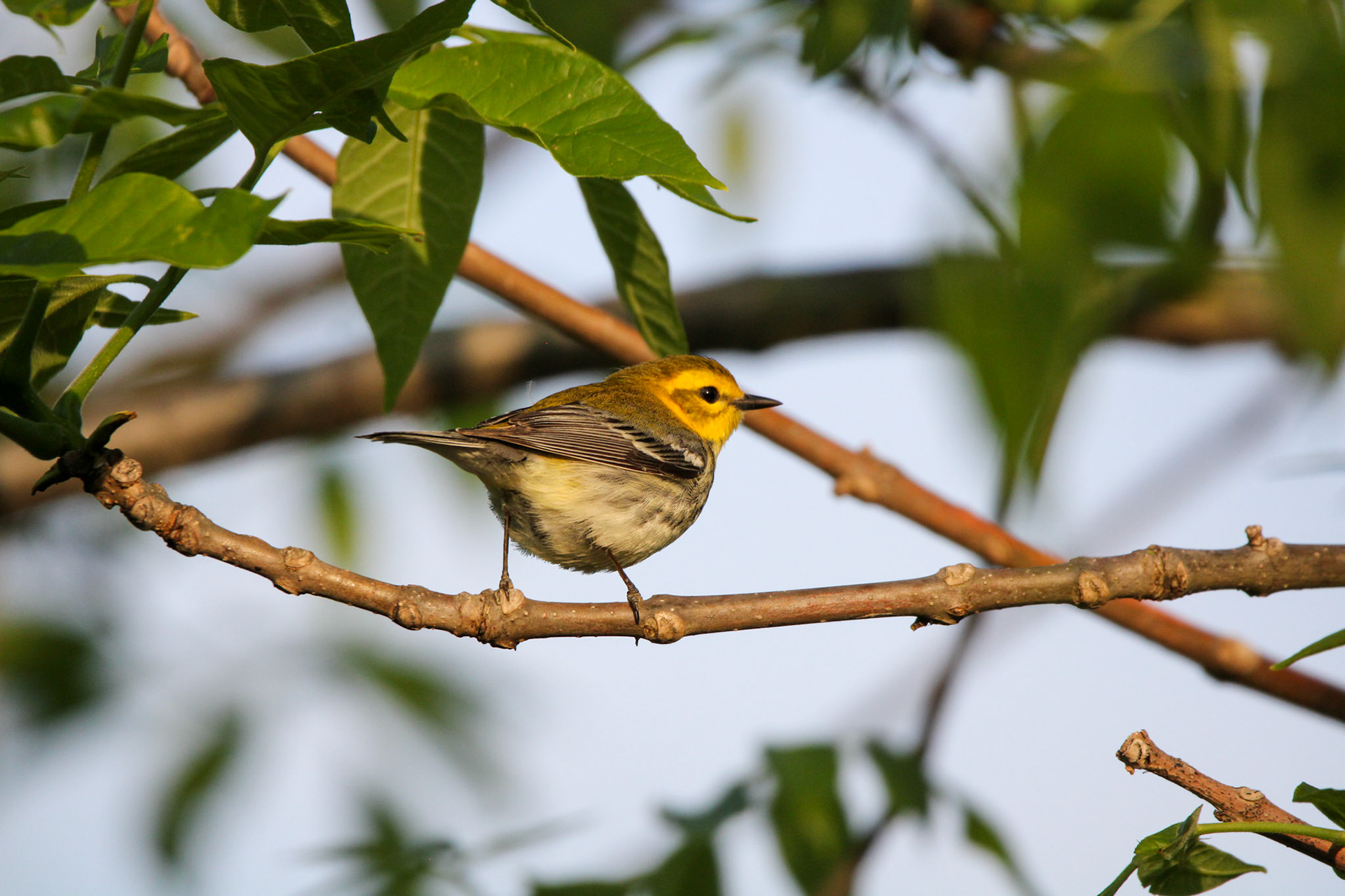 Black-throated Green Warbler (F)