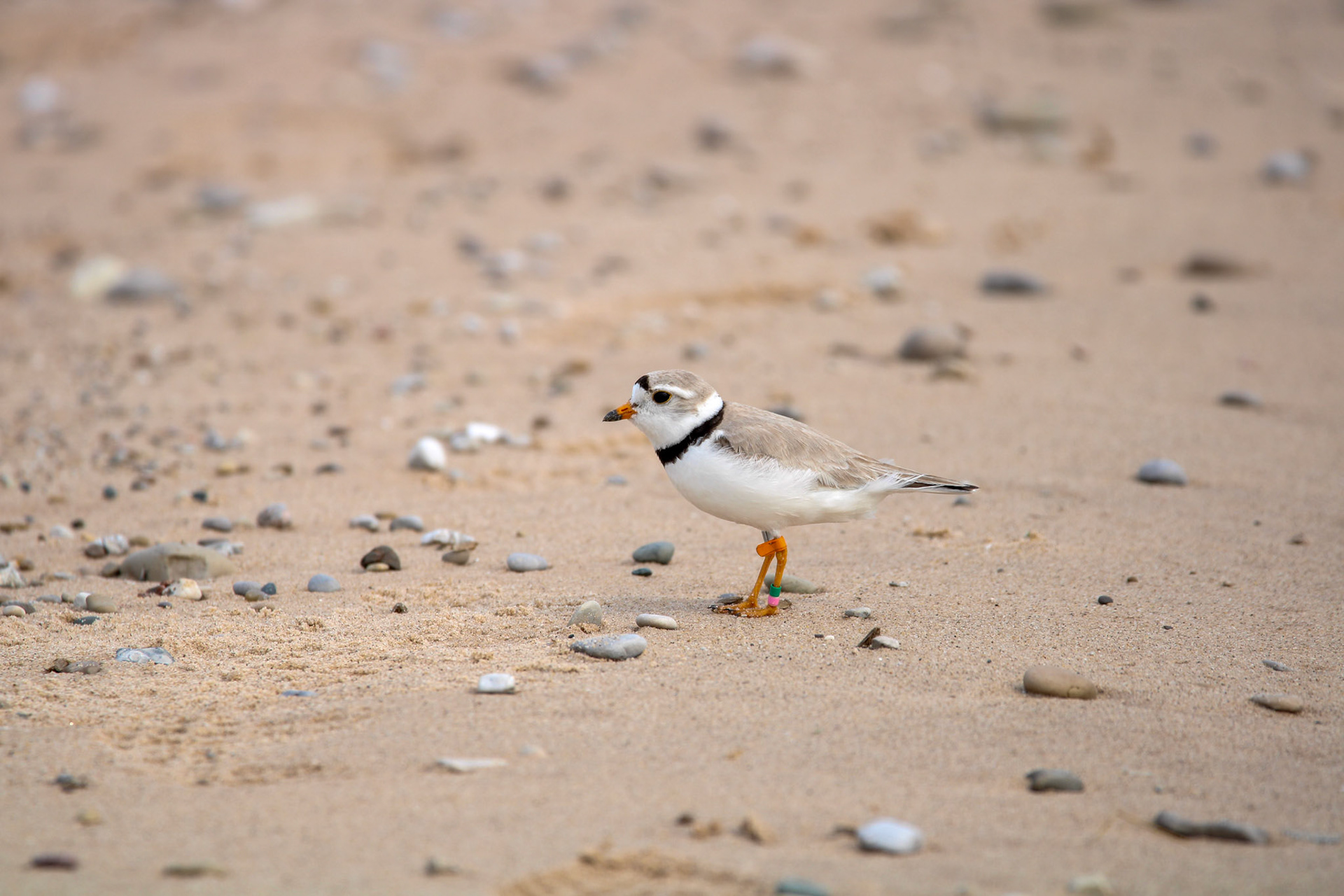 Piping Plover