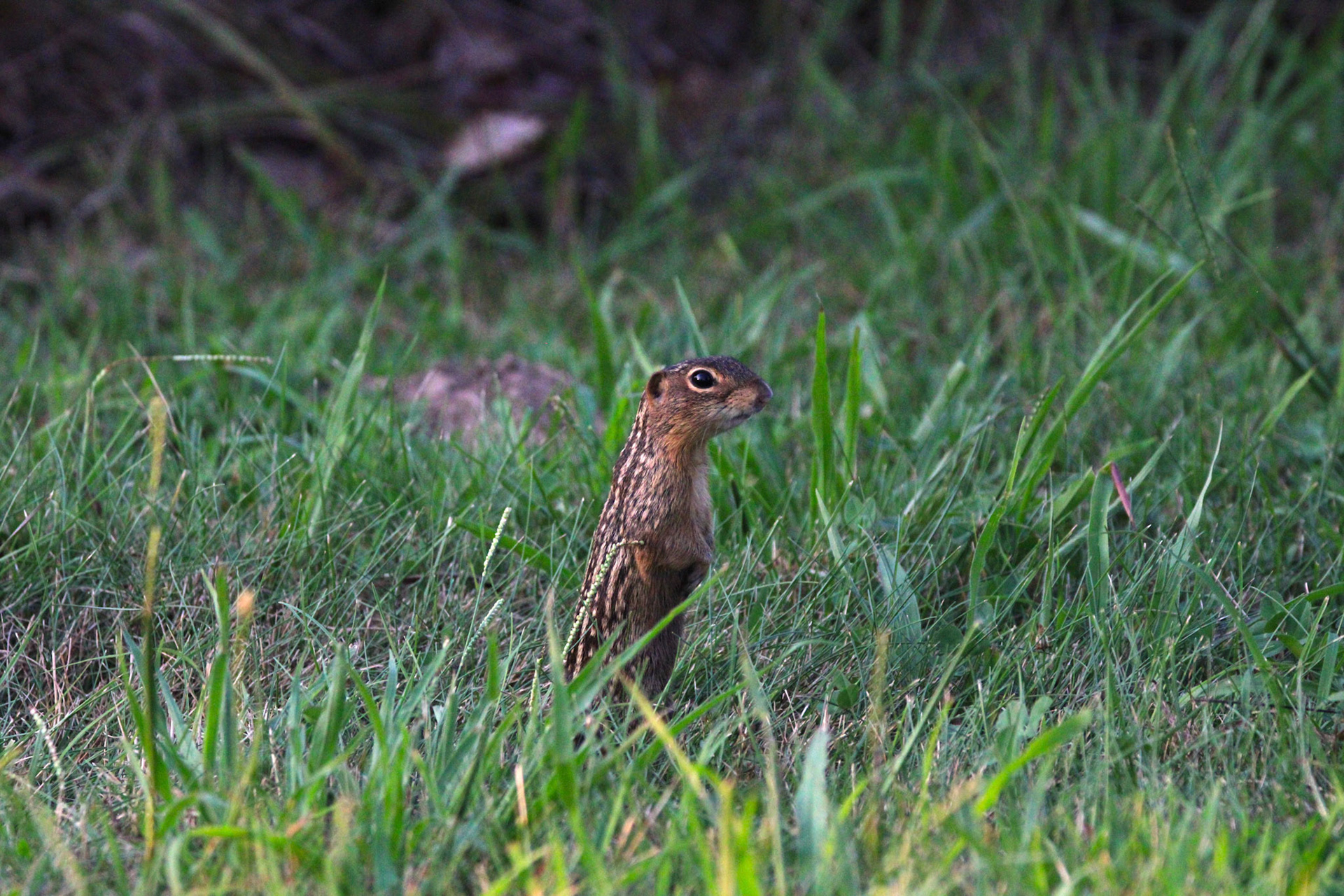 13-lined Ground Squirrel