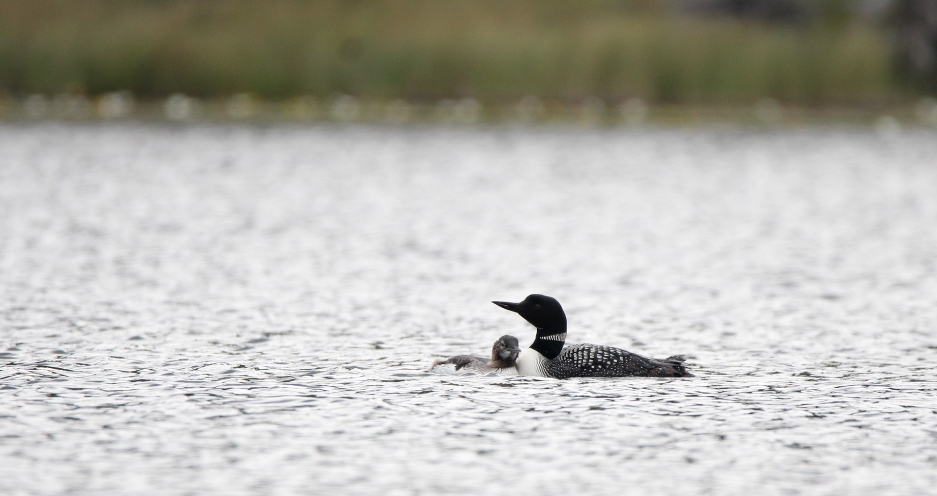 Common Loon