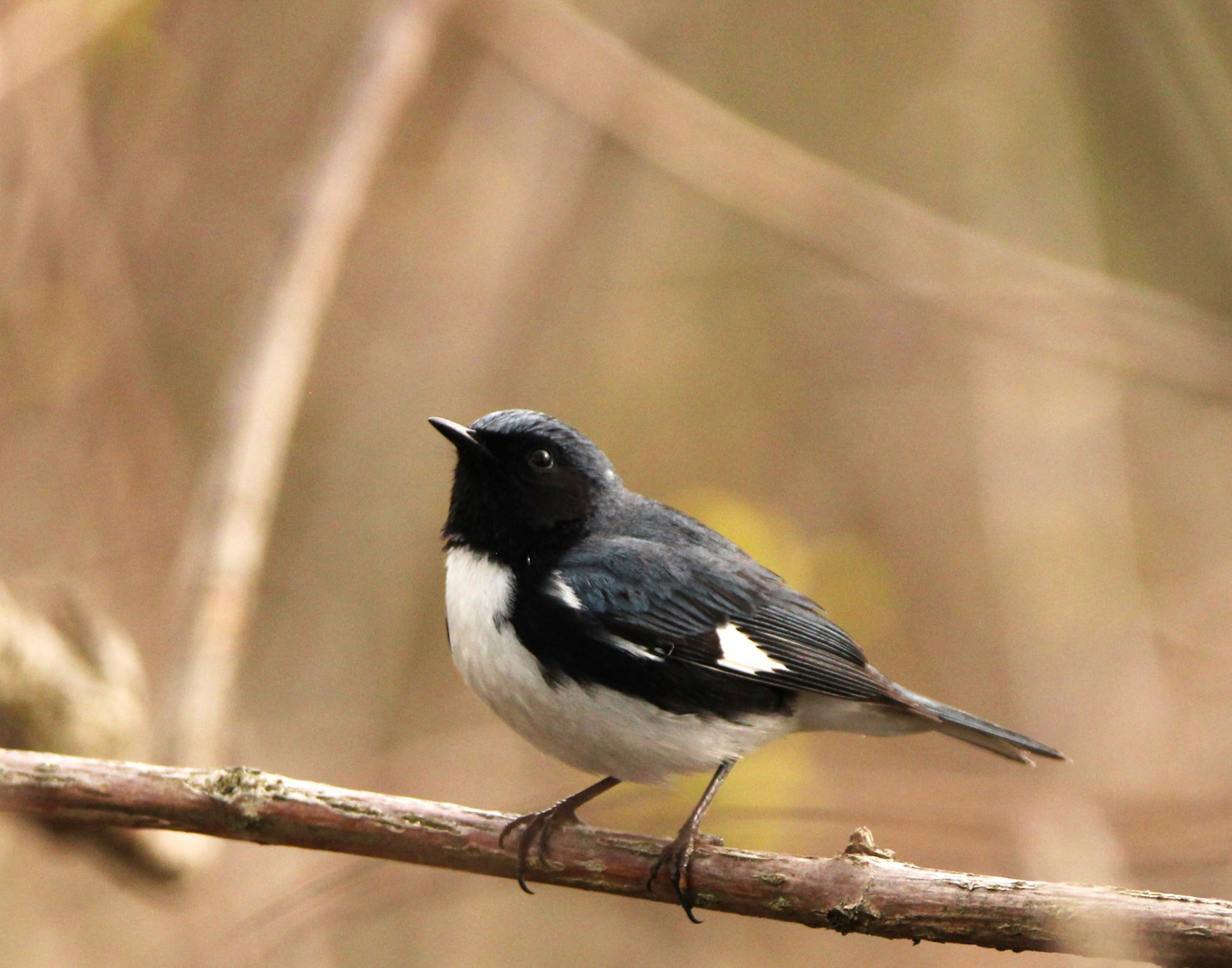 Black-throated Blue Warbler