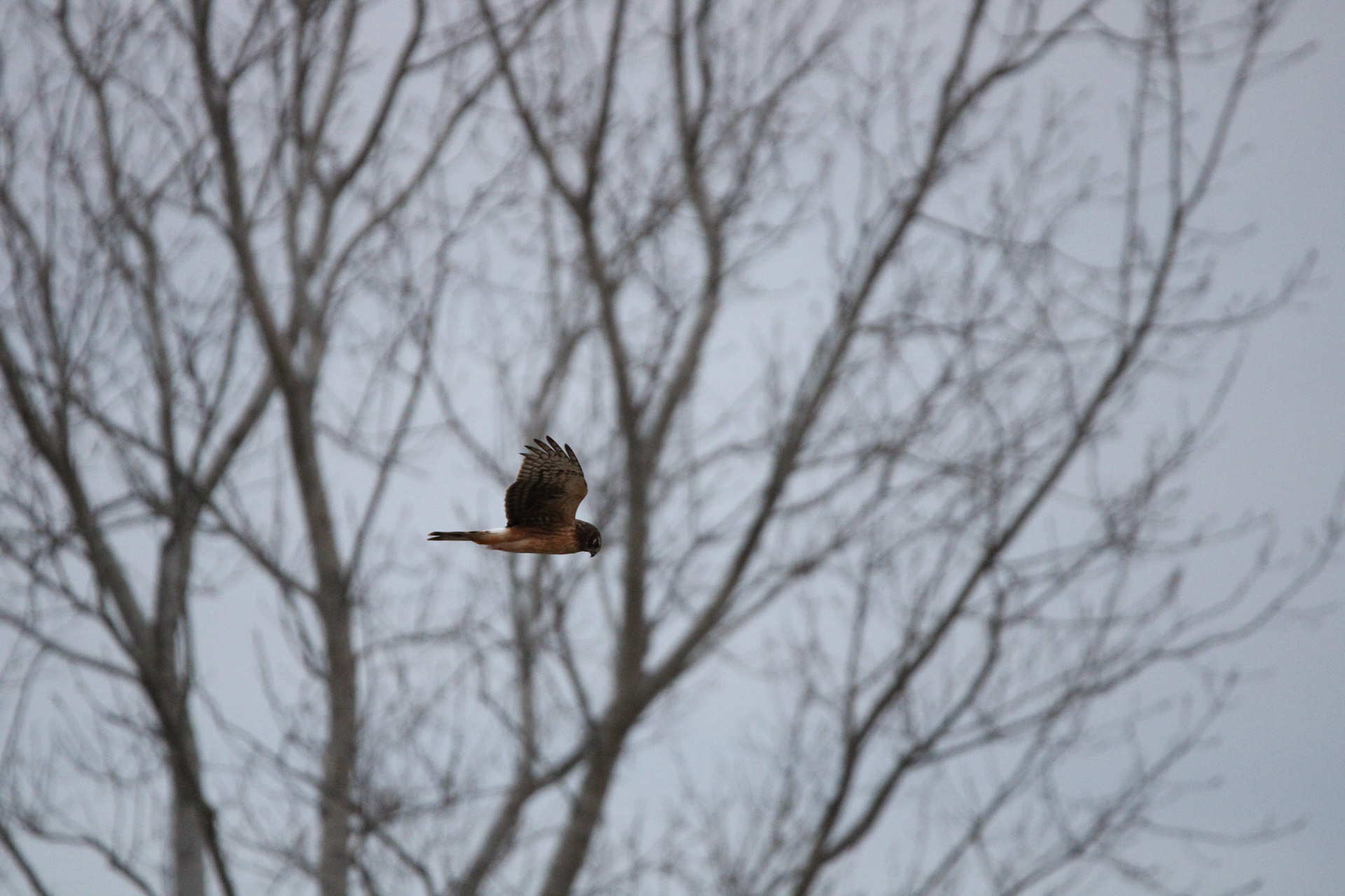 Northern Harrier