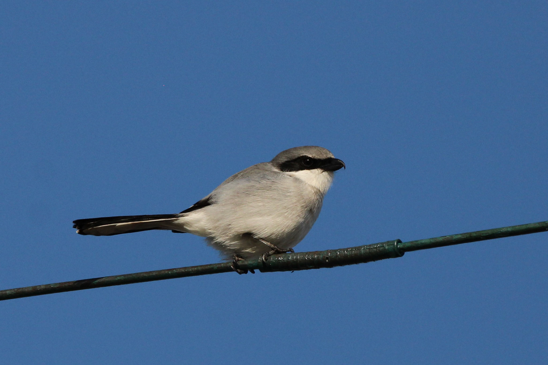 Loggerhead Shrike