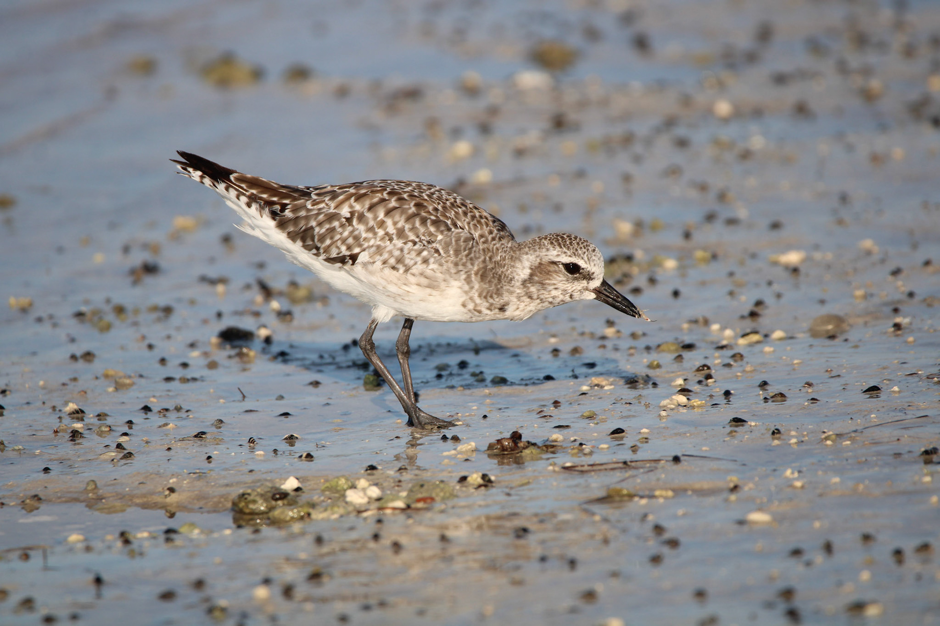 Black-bellied Plover