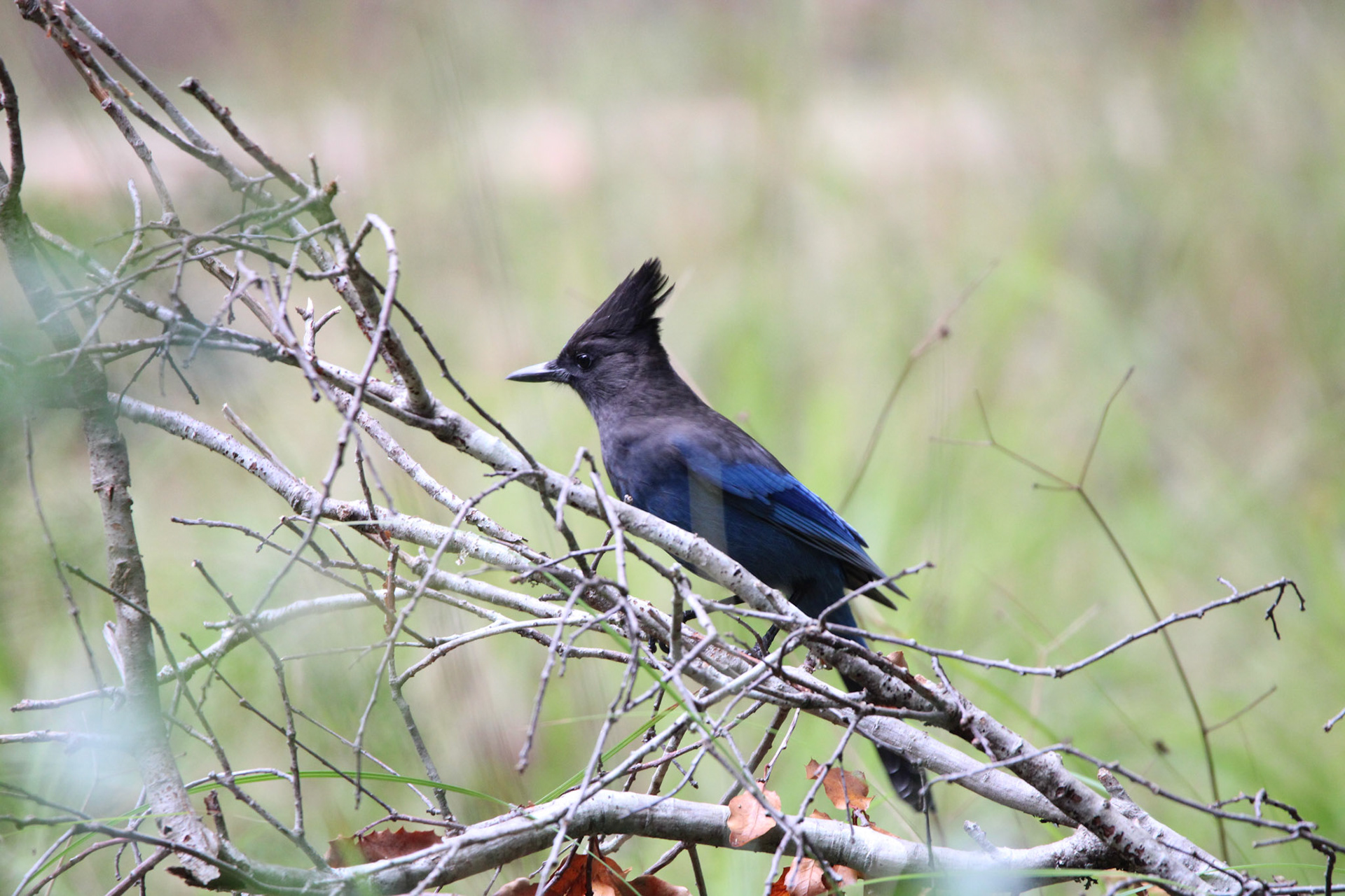 Steller's Jay - Big Basin Redwoods State Park