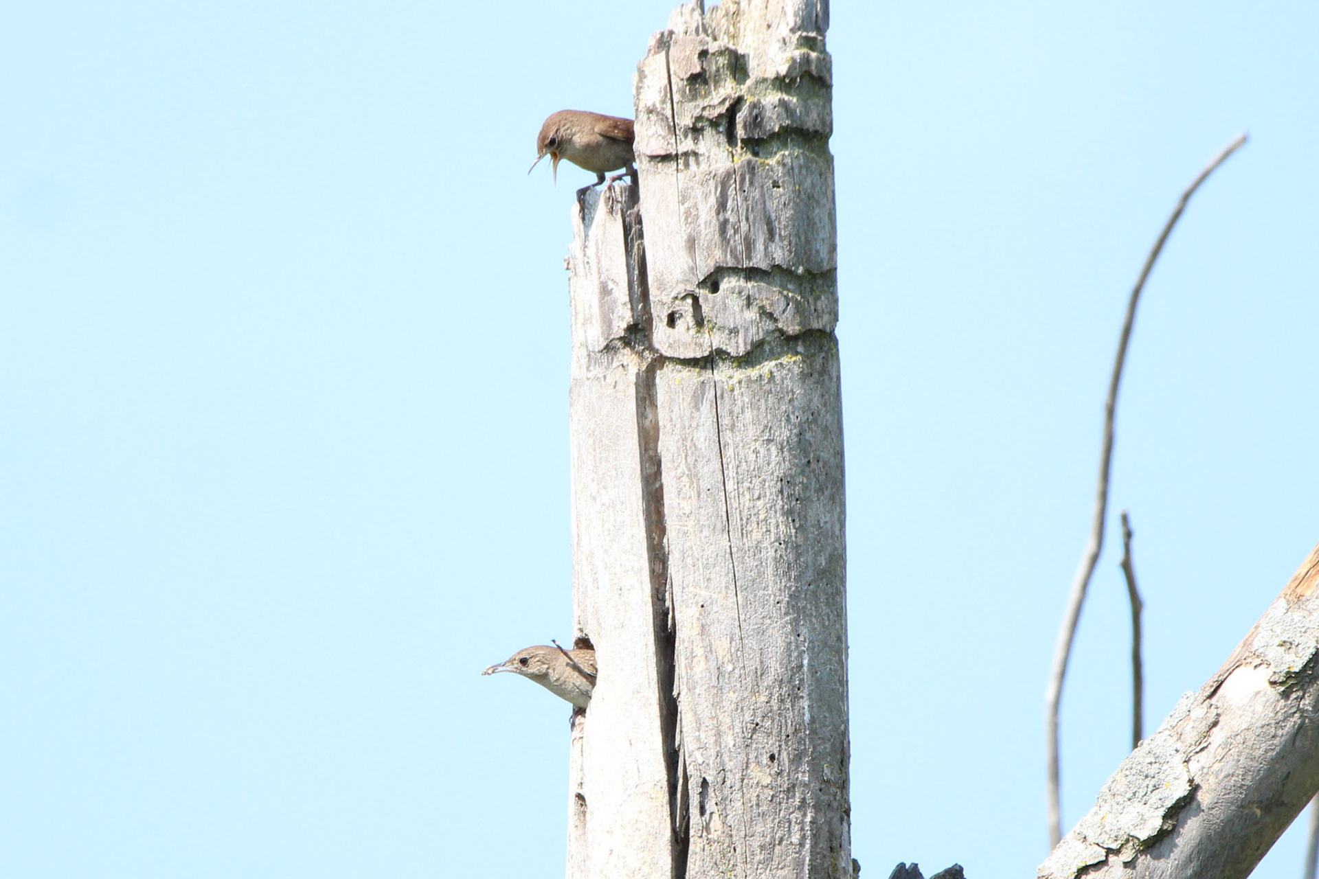 Northern House Wren - Sterling State Park