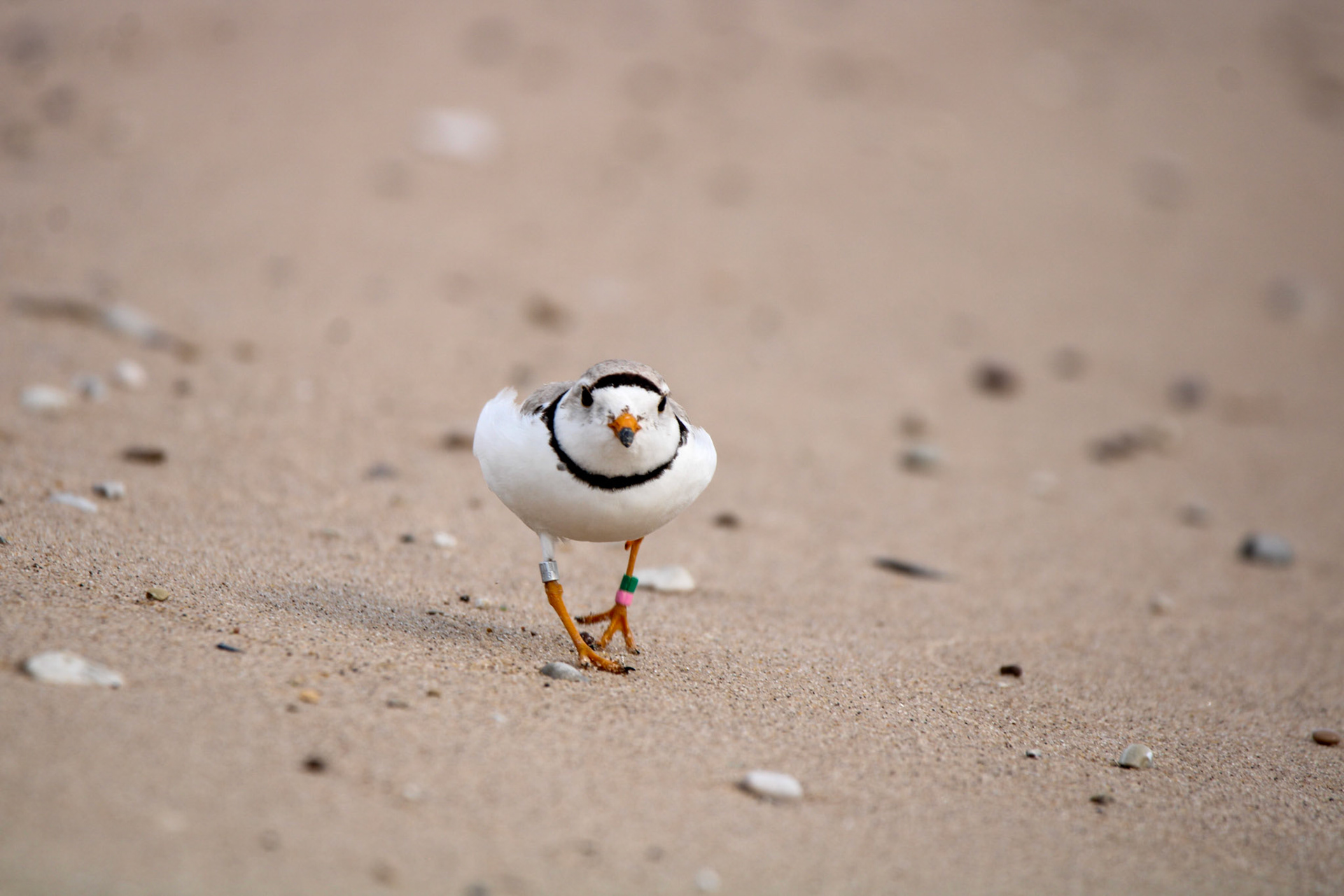 Piping Plover