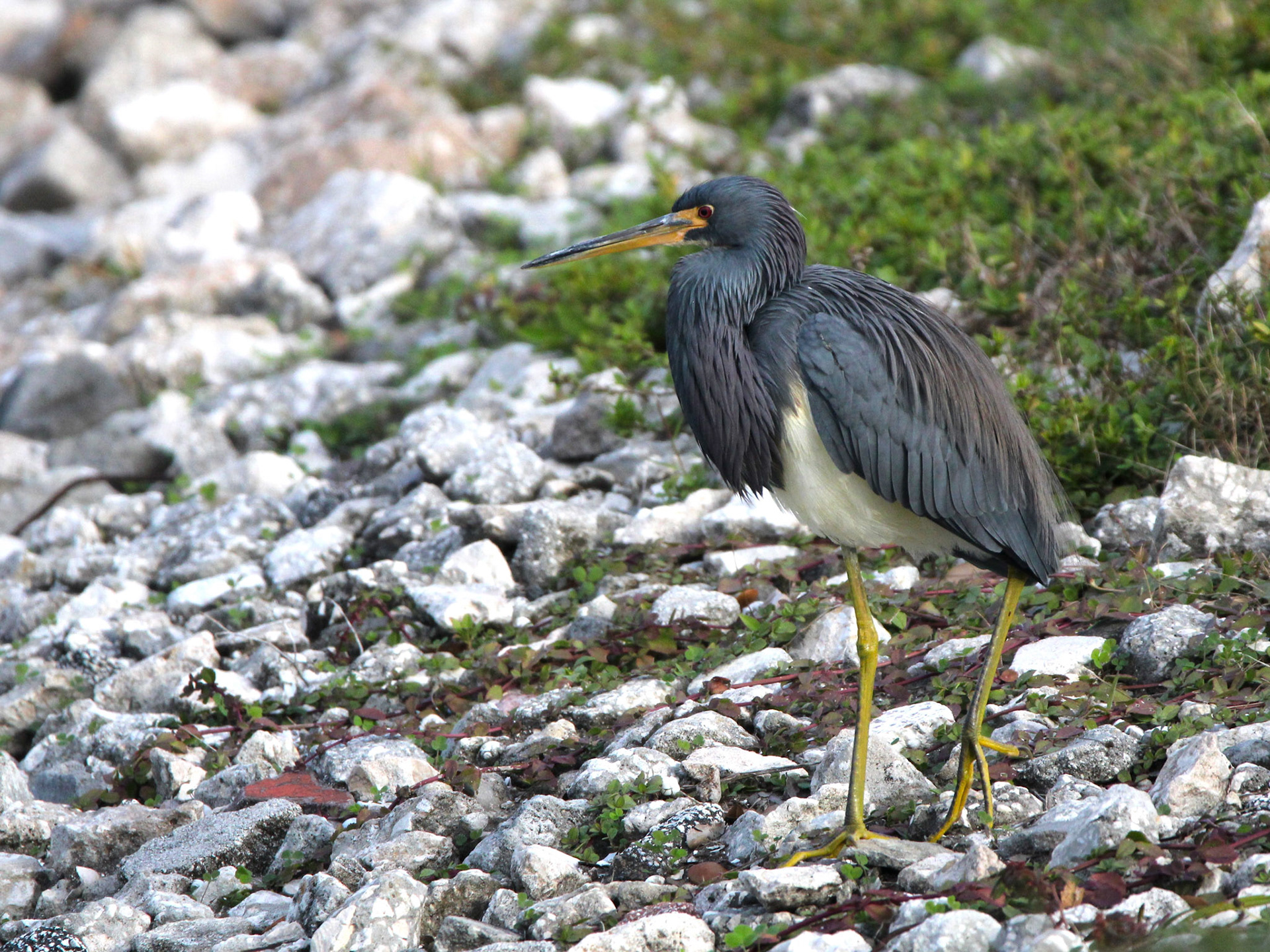 Tri-colored Heron