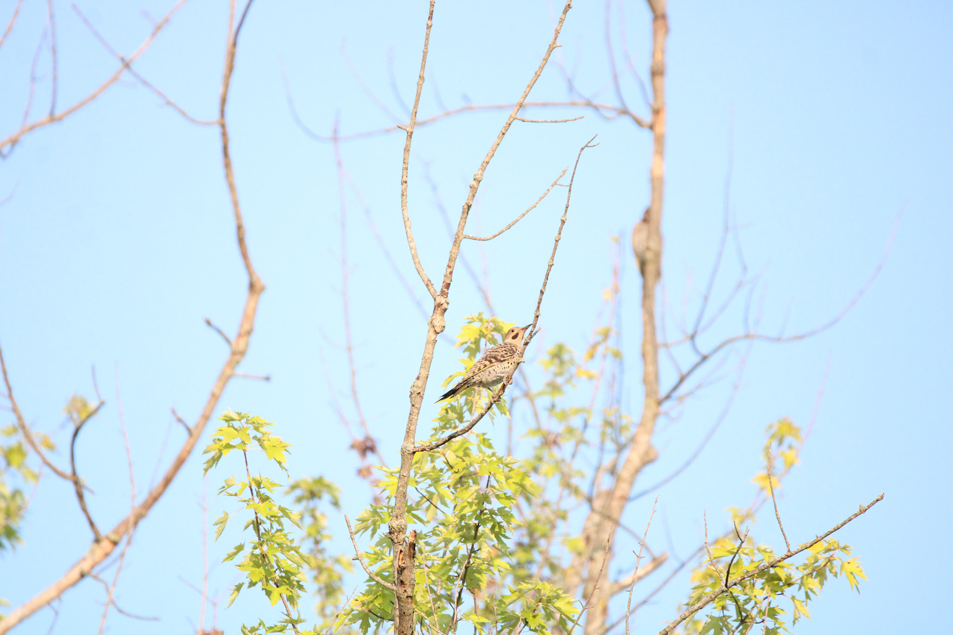 Northern Flicker
