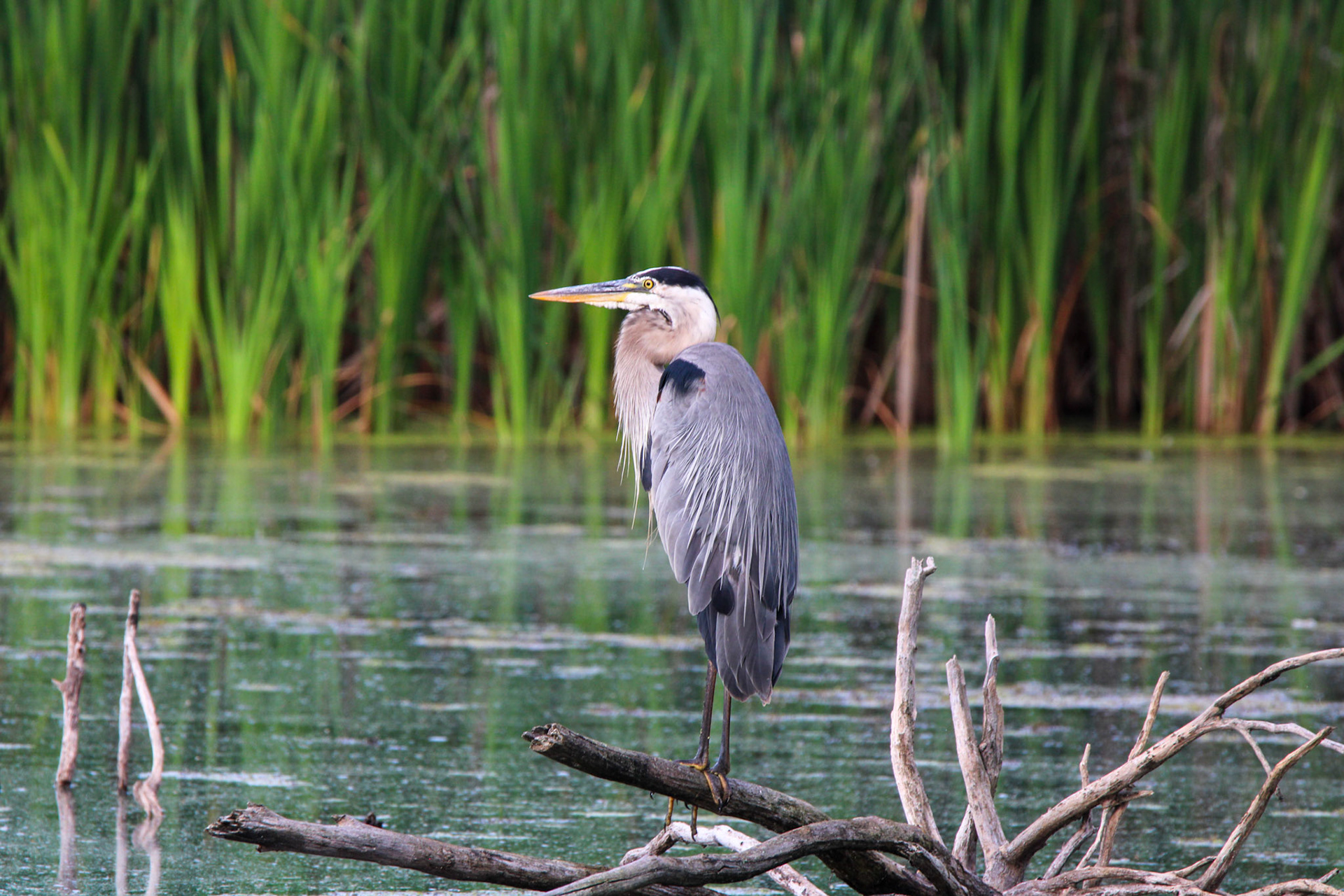 Great Blue Heron