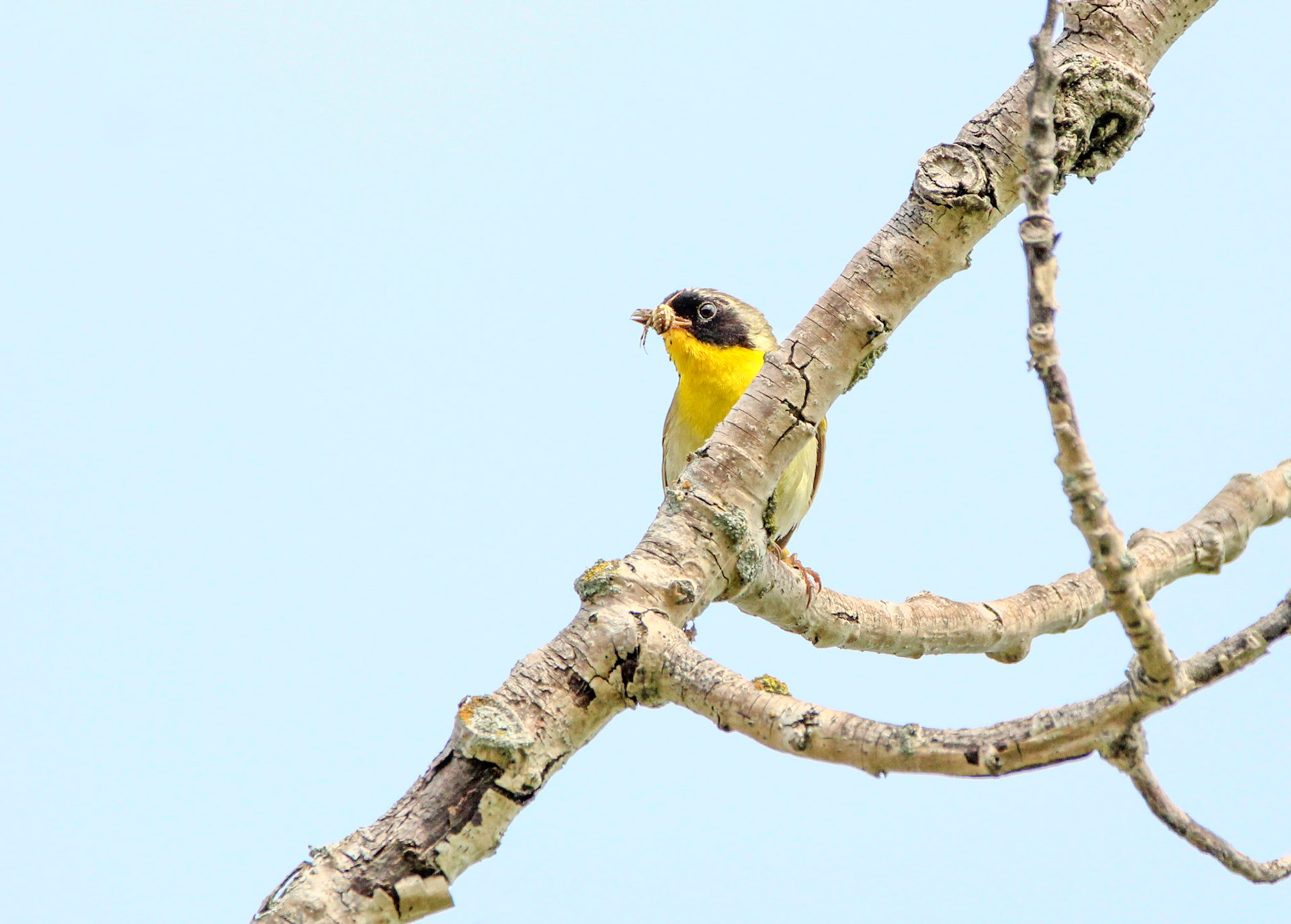 Common Yellowthroat
