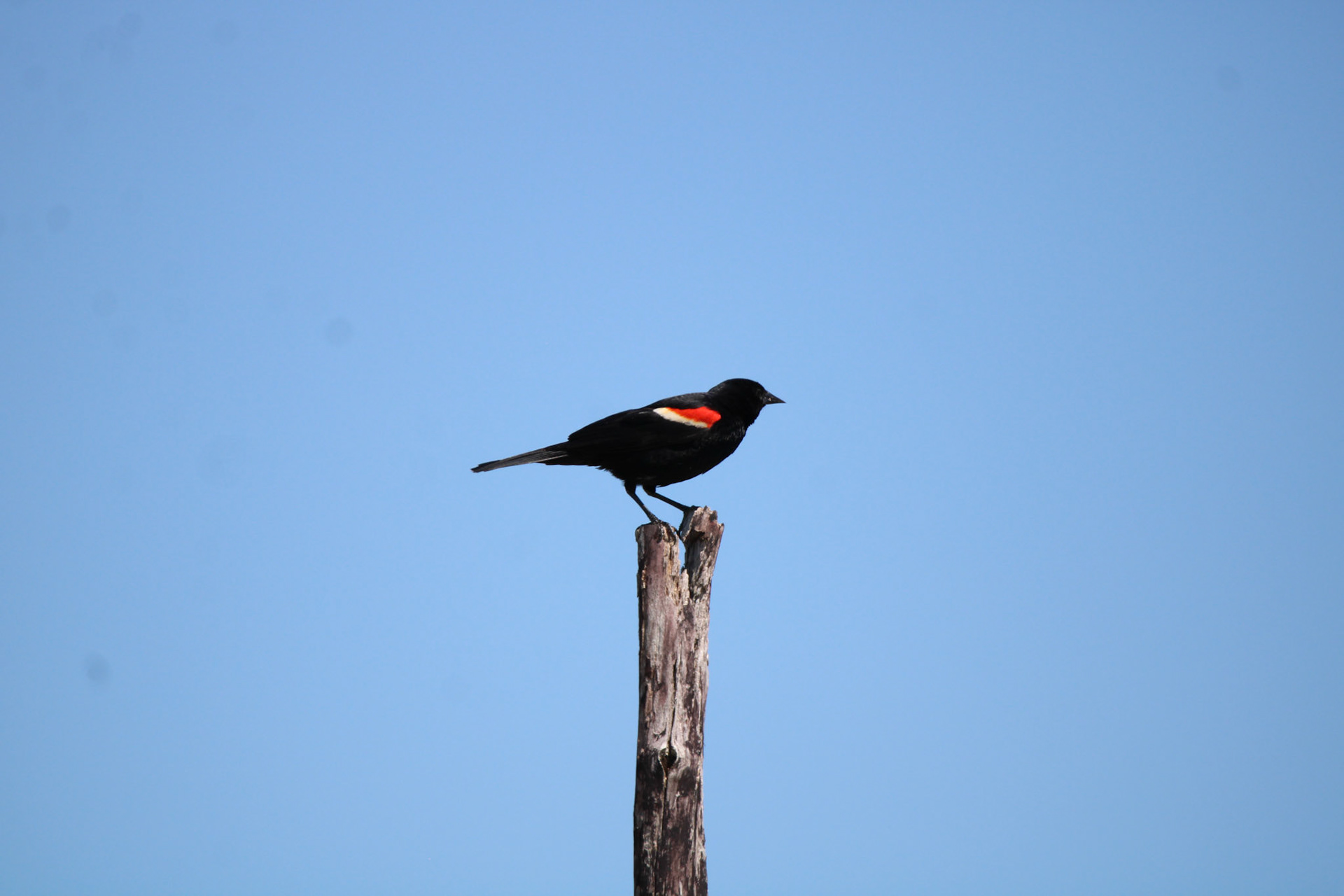 Red-winged Blackbird