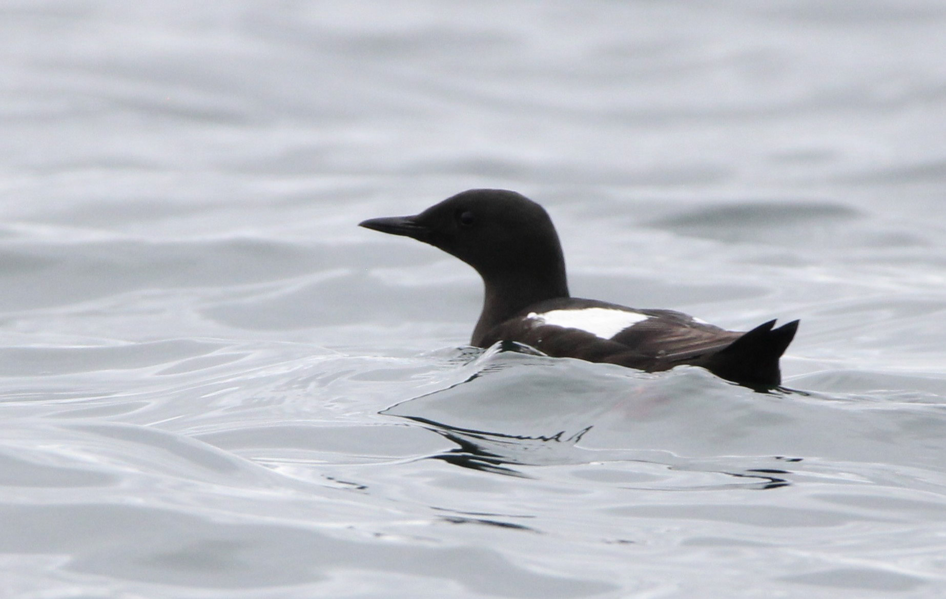 Black Guillemot