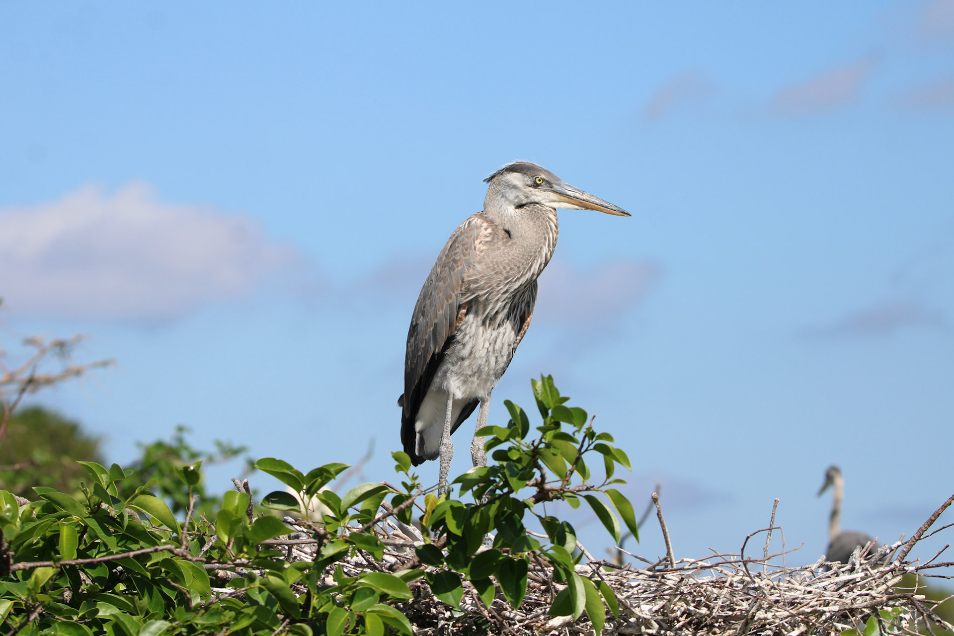 Great Blue Heron -  Wakodahatchee Wetlands