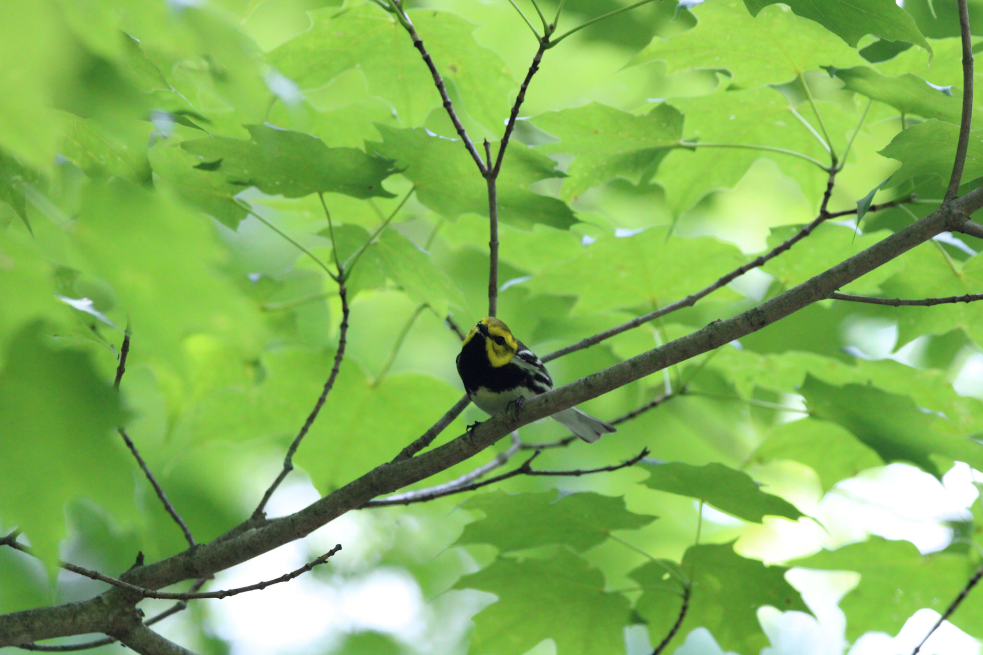 Black-throated Green Warbler