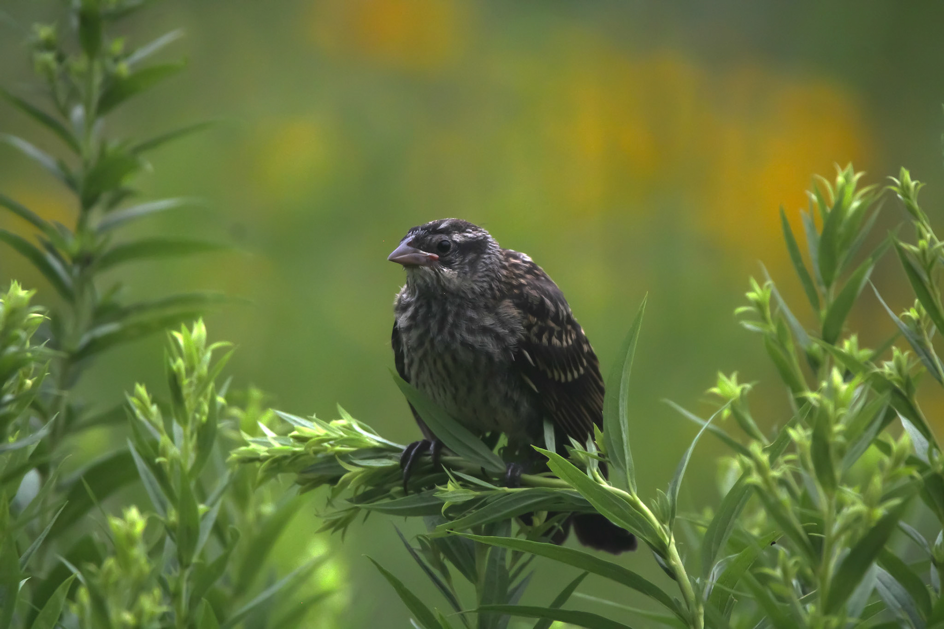 Red-winged Blackbird (F)