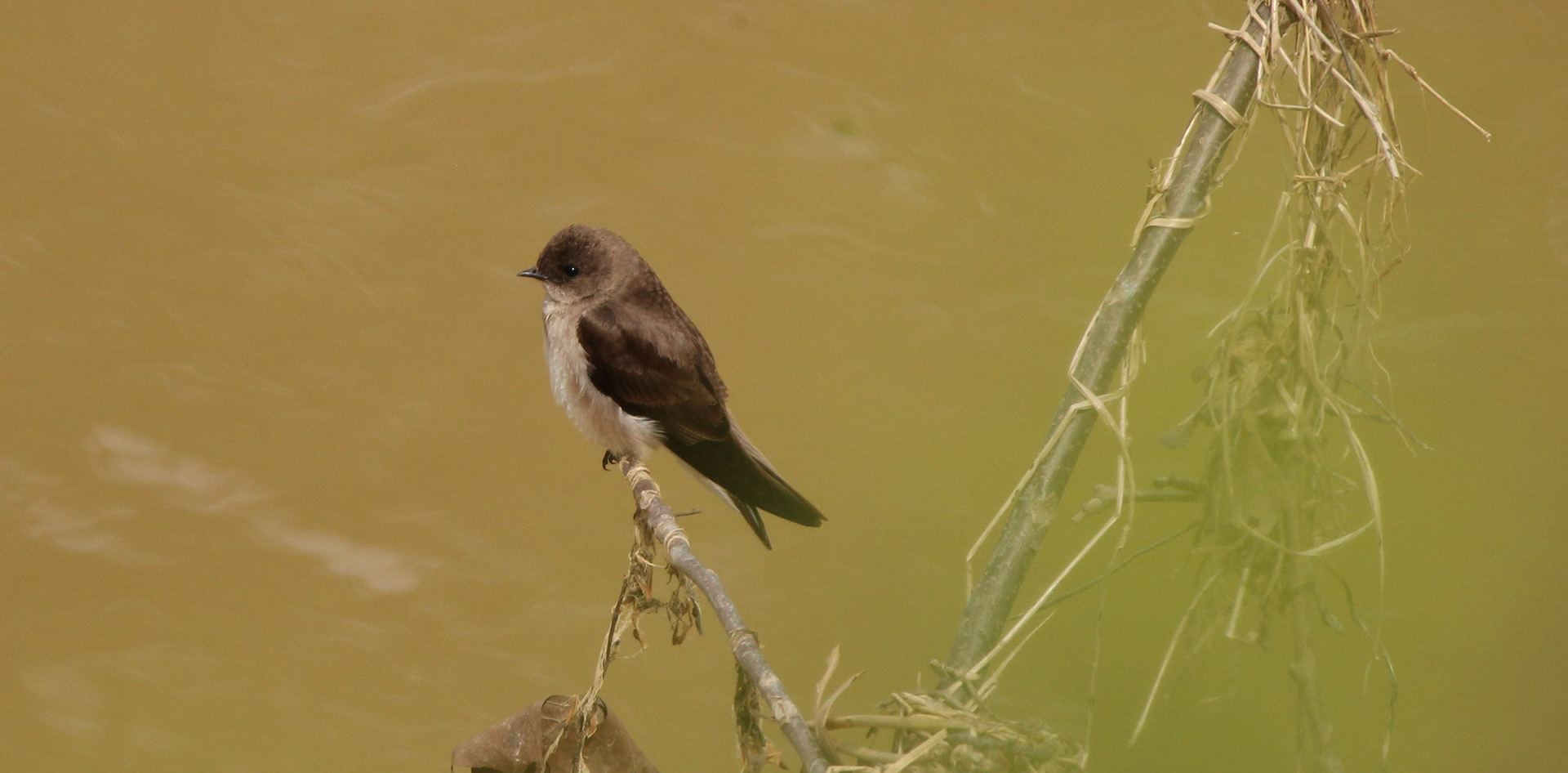 Northern Rough-winged Swallow