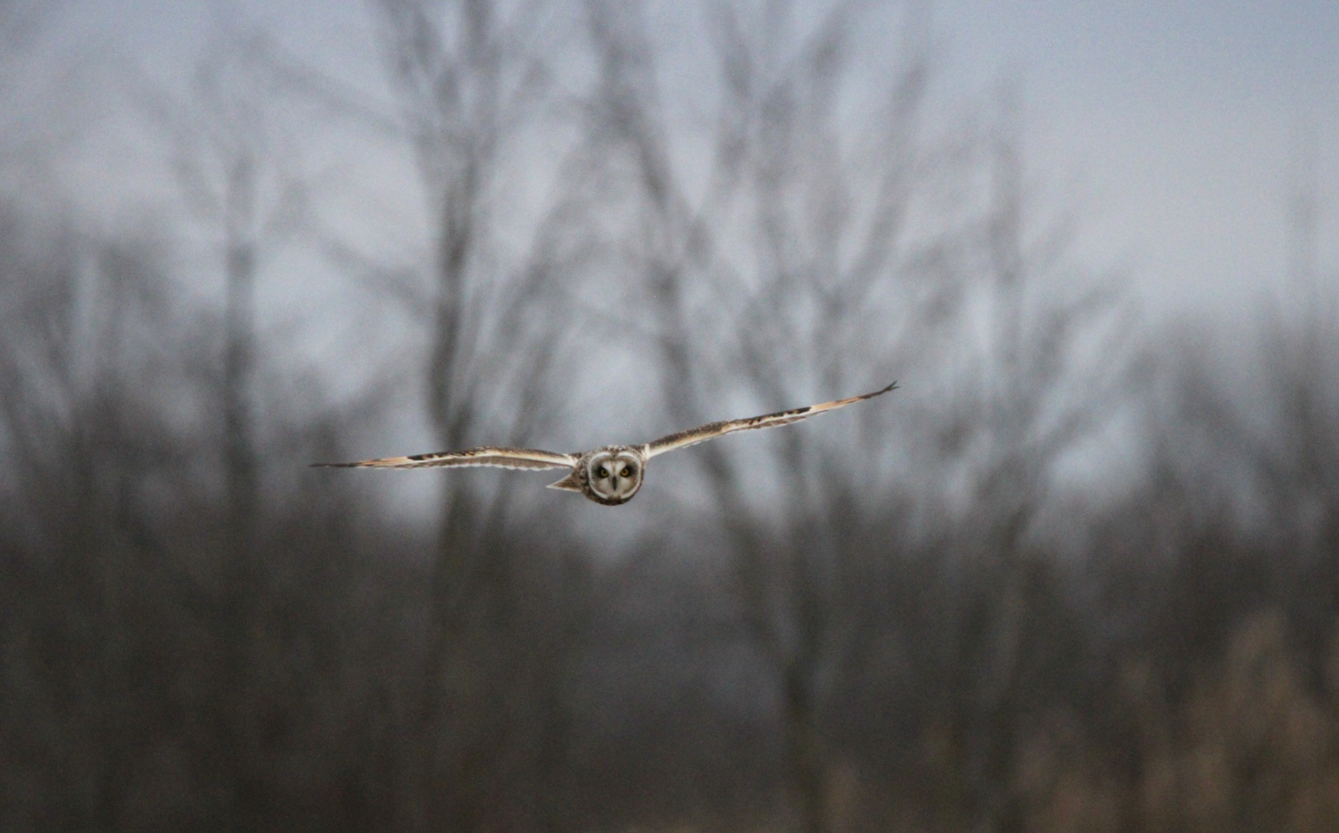 Short-eared Owl