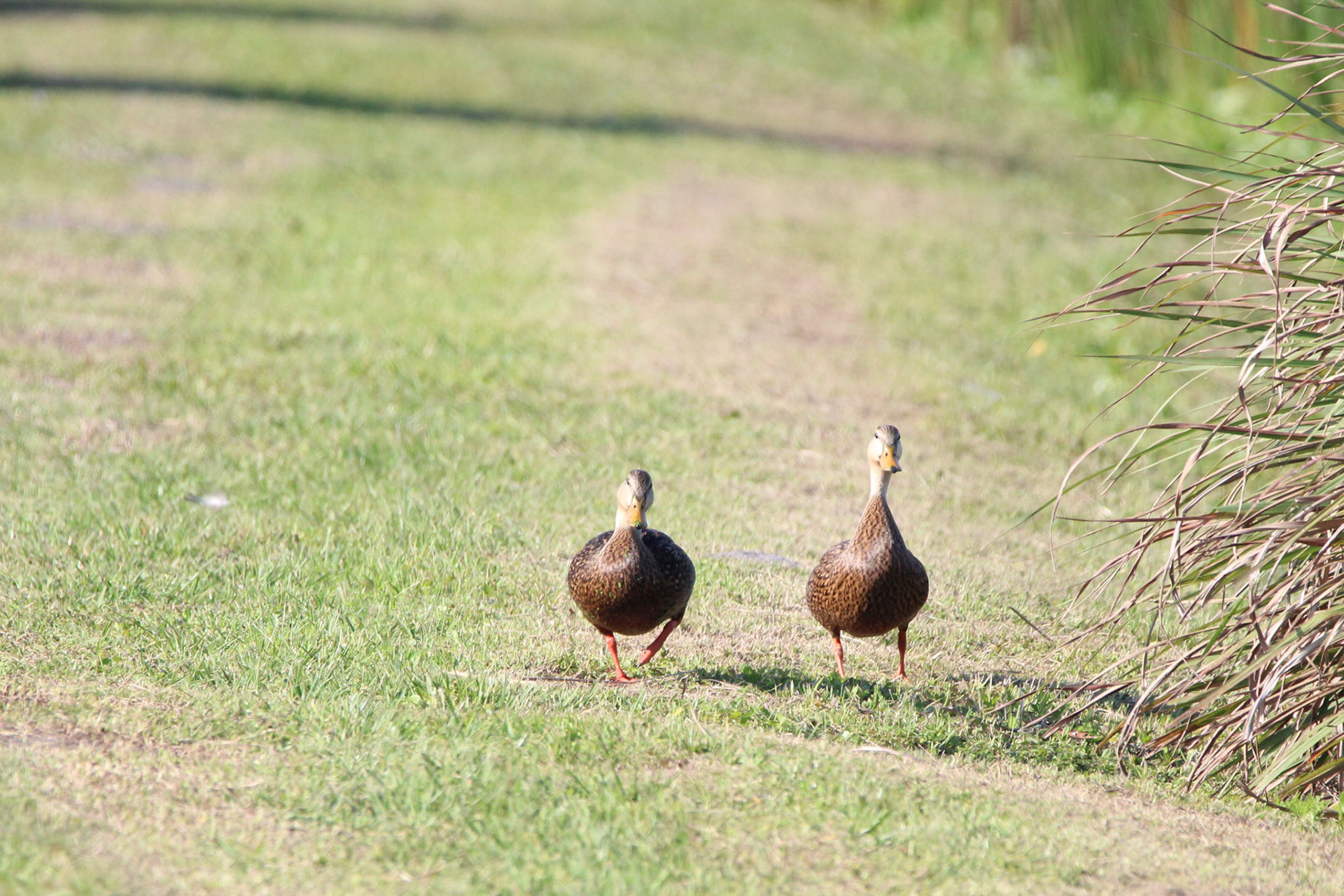 Mottled Duck - Green Cay Wetlands