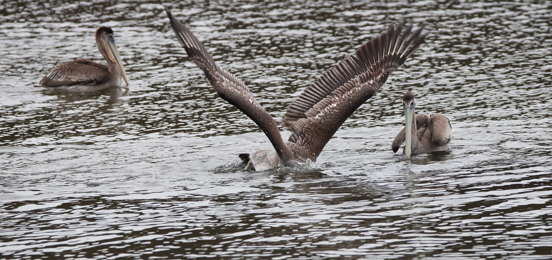Brown Pelican - Rodeo Lagoon