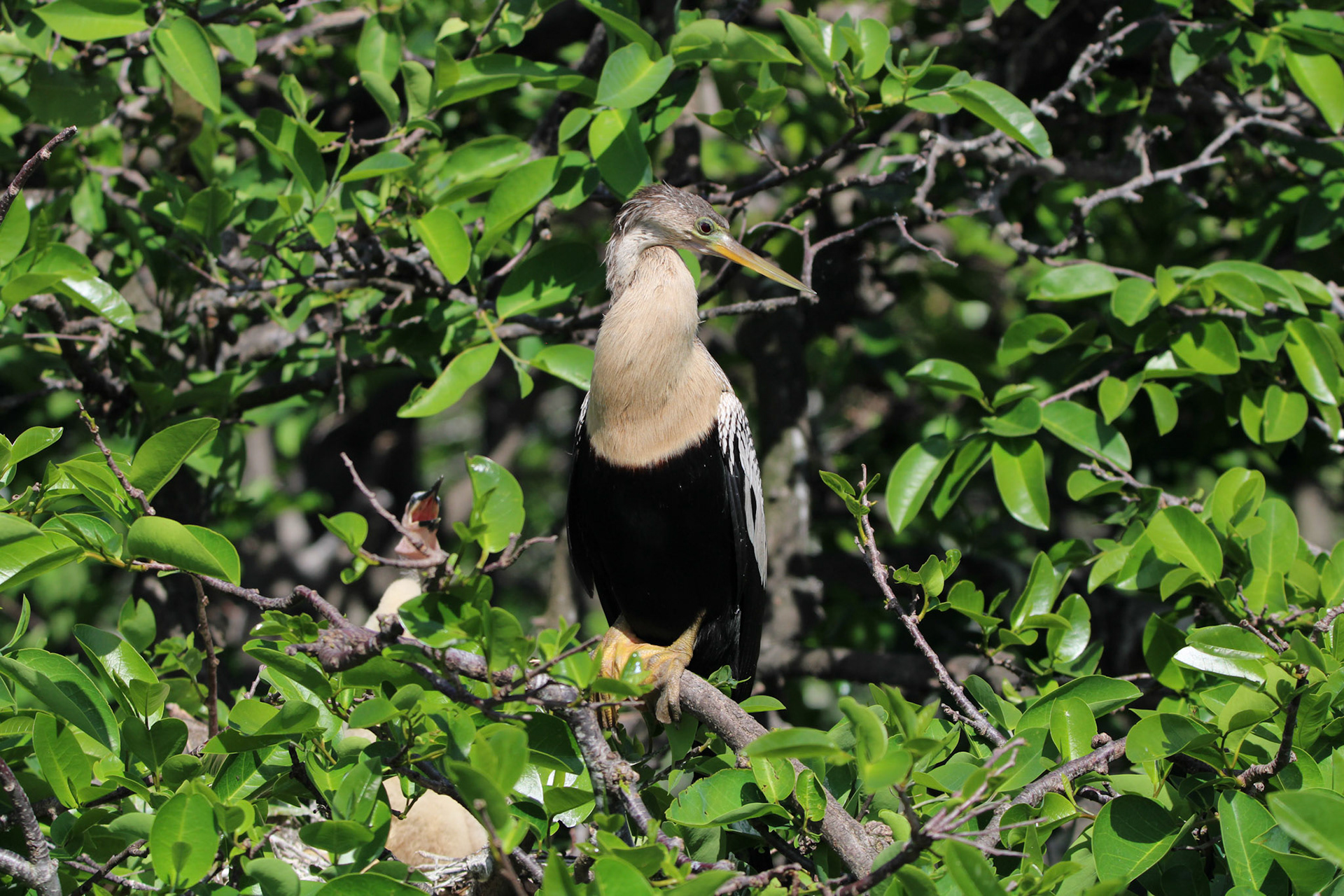 Anhinga - Wakodahatchee Wetlands