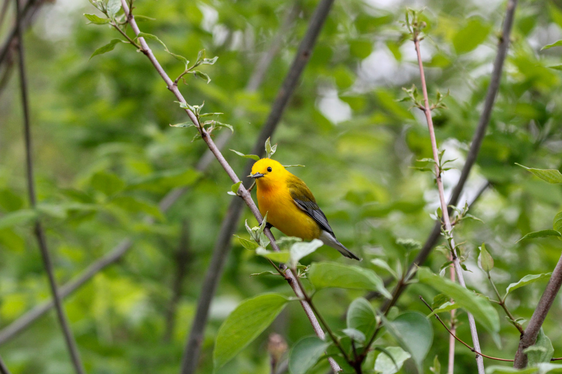 Prothonotary Warbler