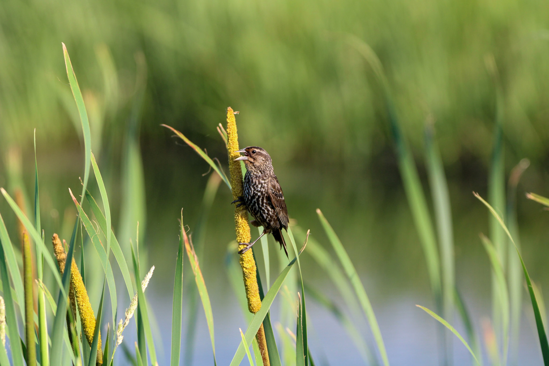 Red-winged Blackbird