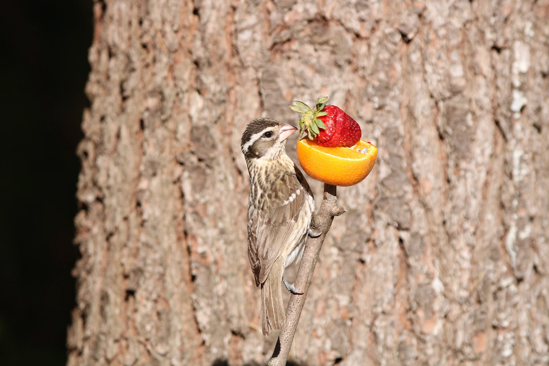 Rose-breasted Grosbeak