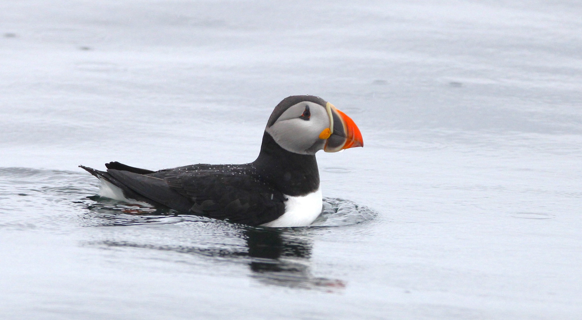 Atlantic Puffin